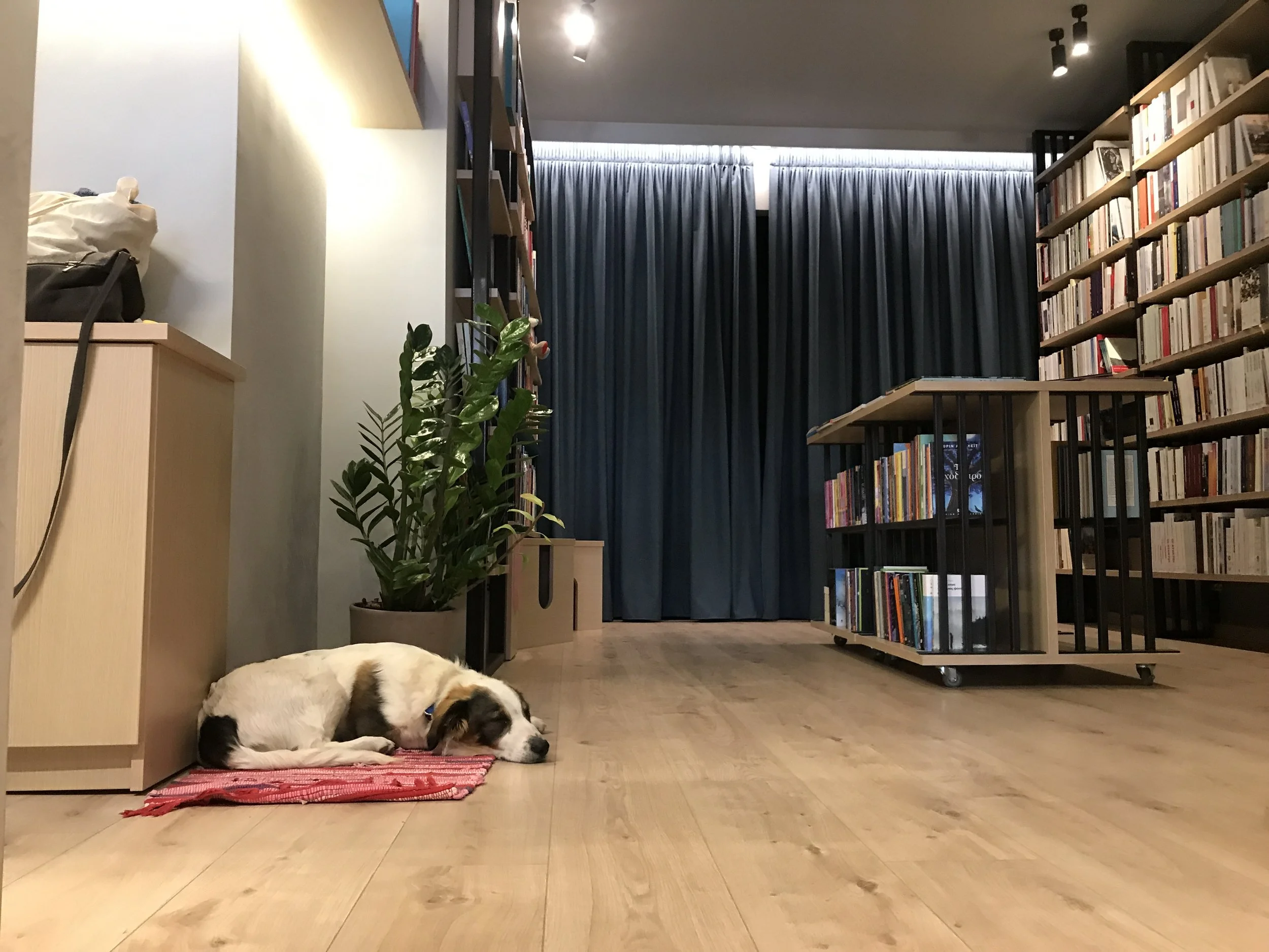 A dog is lying on a red rug on a wooden floor in a room with bookshelves and blue curtains.