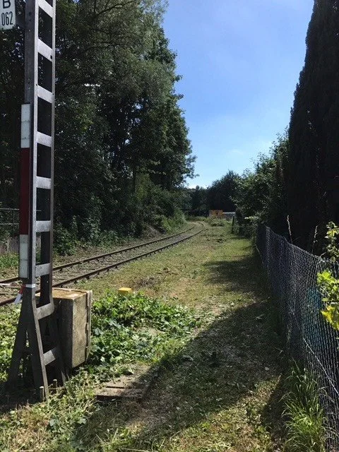 Voglau von Bäumen und Gebüsch befreit
