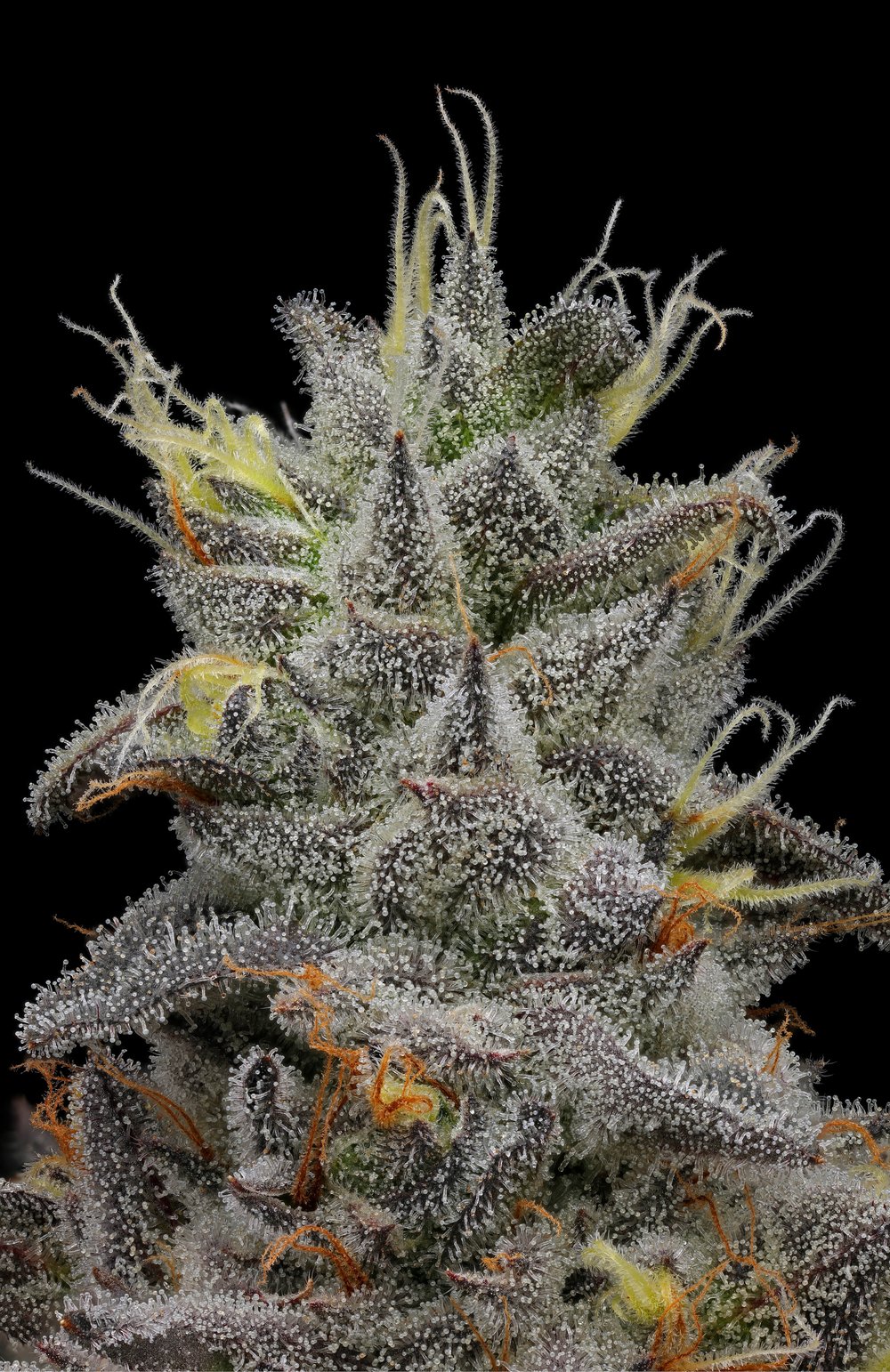 Dante's Inferno Cannabis Strain