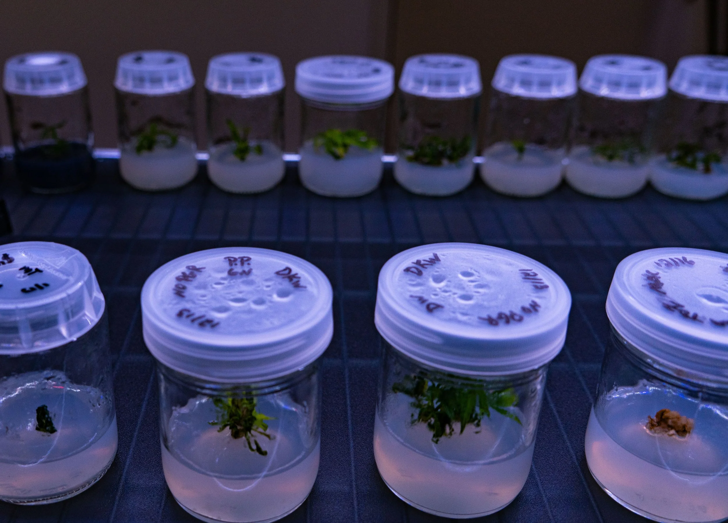 TISSUE CULTURES.jEpg-min.jpg