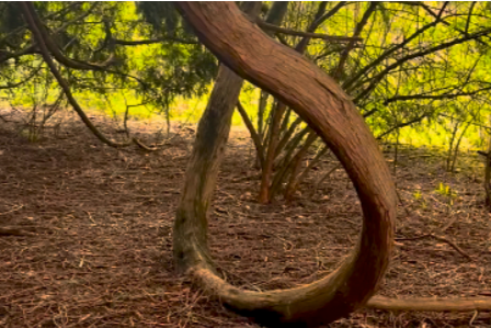 Bent tree symbolizing resilience, life transitions, and the wisdom found through slowing down and adapting.
