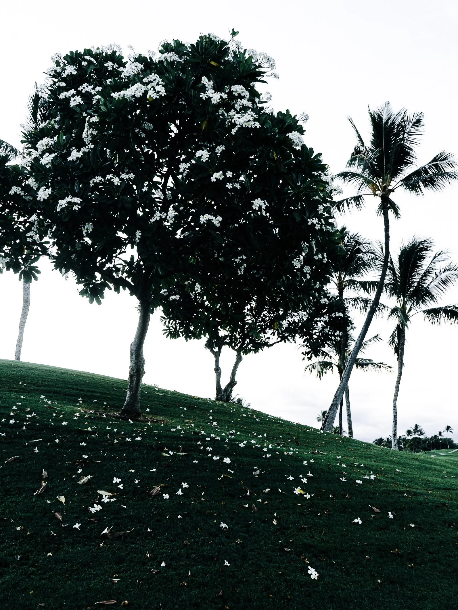 Somewhere else for just a minute.
#presspause
#thebmorecreatives 
 O&rsquo;ahu trio print pack, up next.