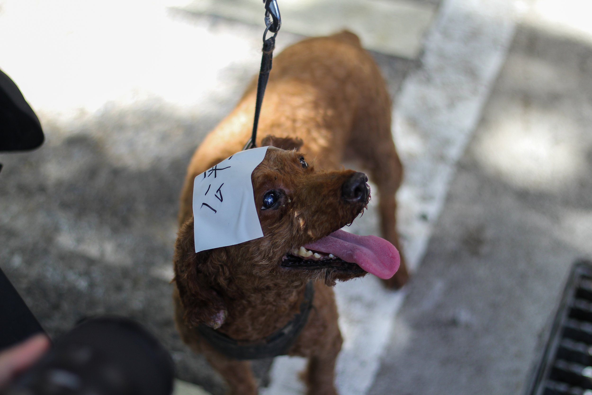 A dog with a justice sticker at the rally on July 16, 2023.