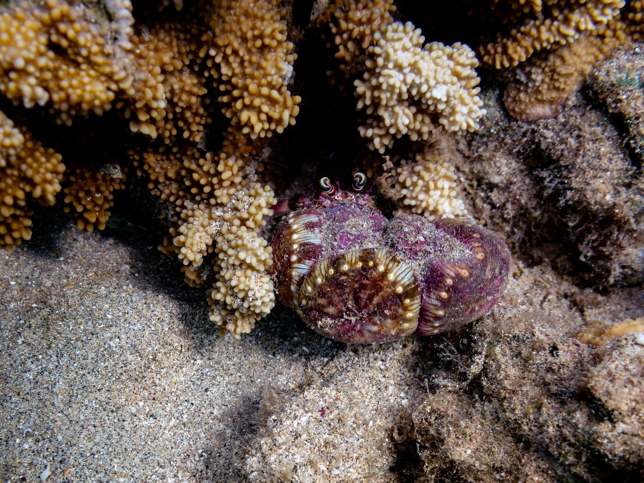 This is the Dardanus peduncultas or jeweled anemone hermit crab.