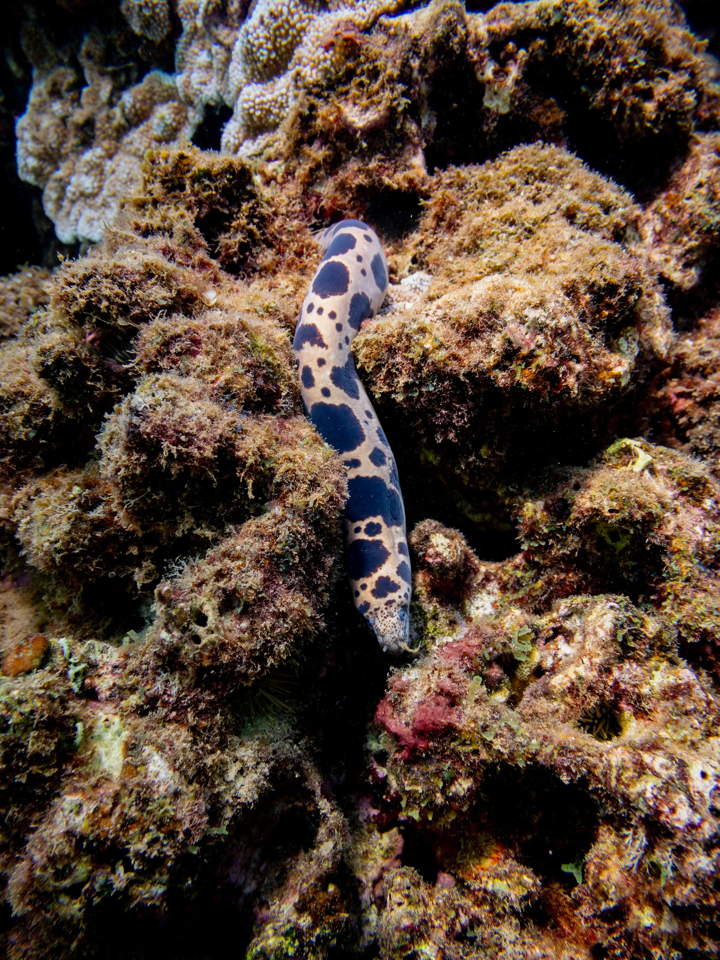 This is the Scuticar tigrina or tiger snake morey eel