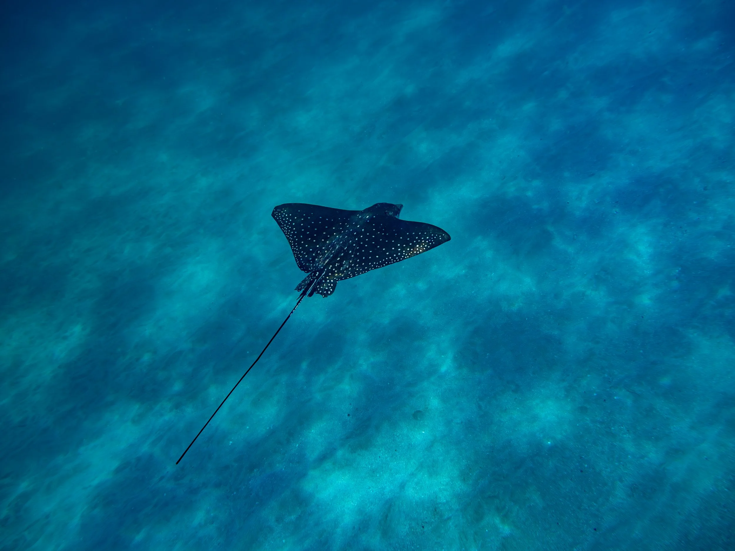This is the Aetobatus narinari or Spotted Eagle Ray 