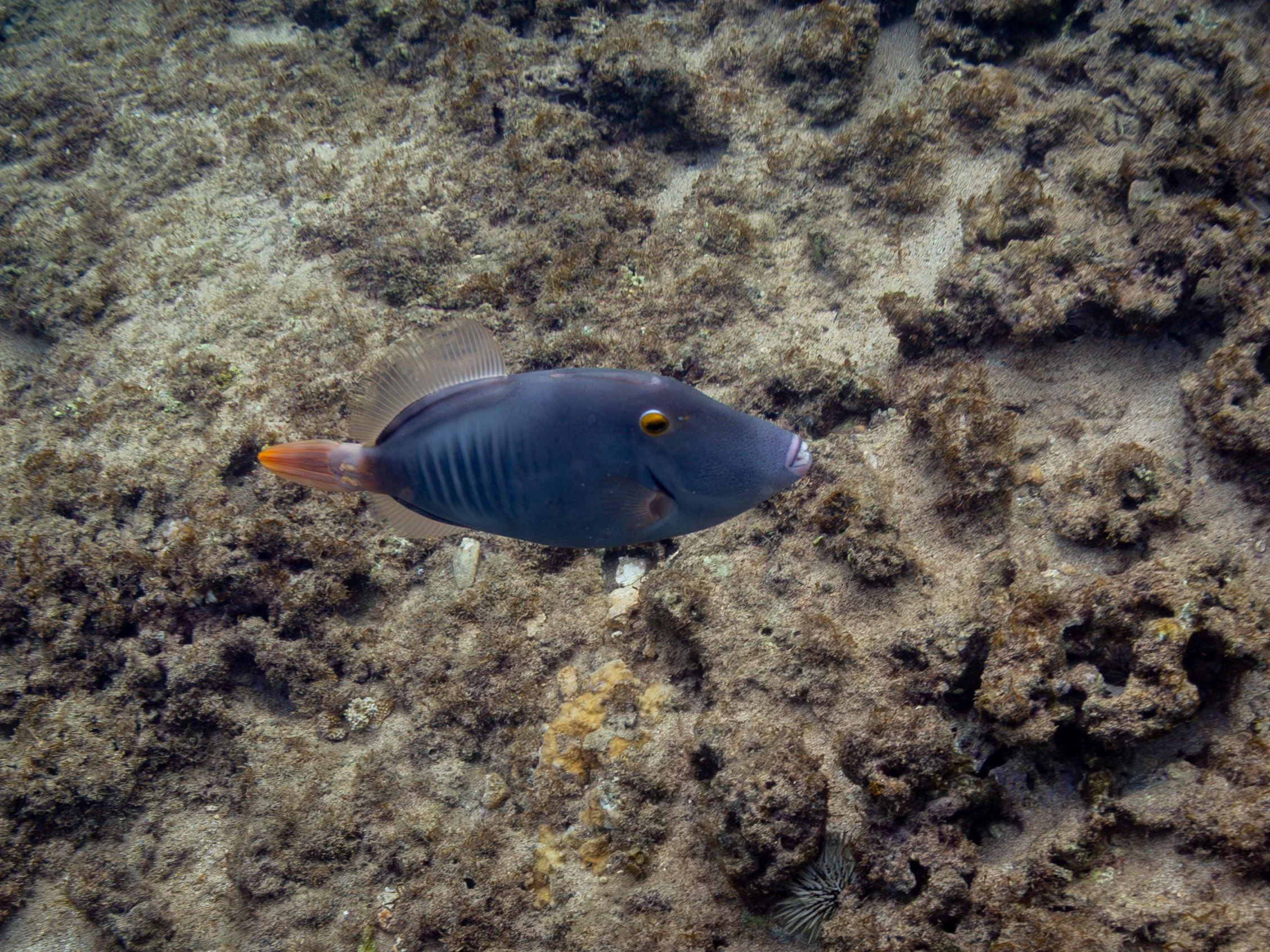 This is the Cantherhines dumerilii or barred filefish