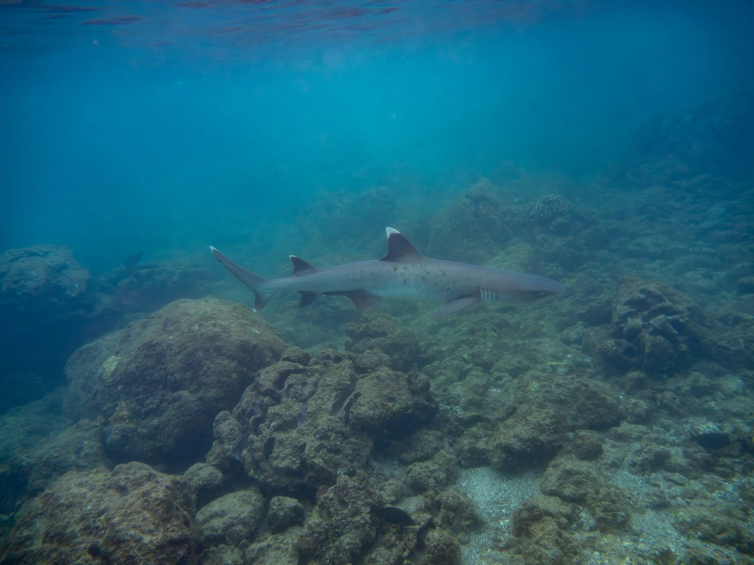 This is the Triaendon obesus or whitetip Reef Shark
