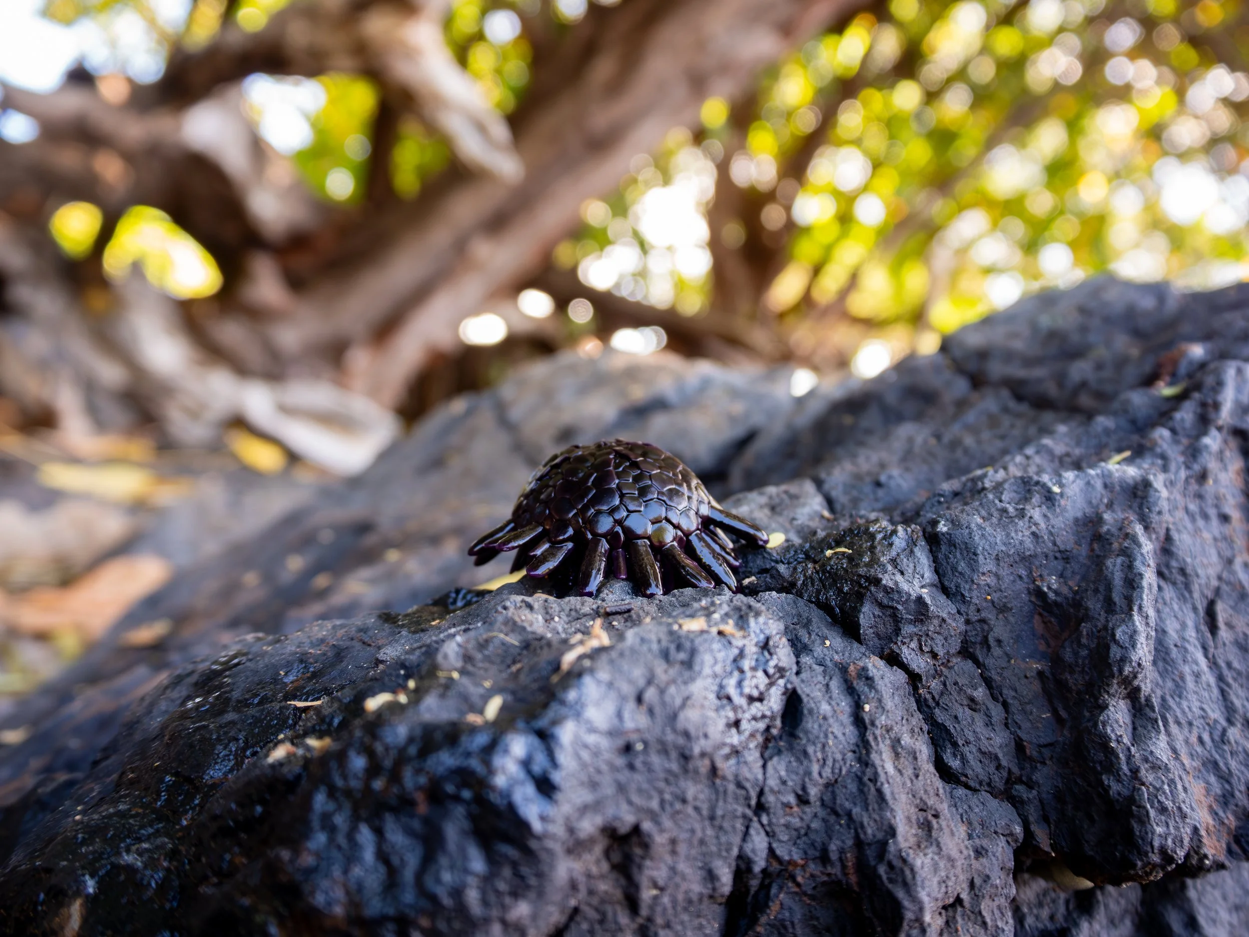 This is the Colobocentrotus&nbsp;atratus or Helmet Urchin