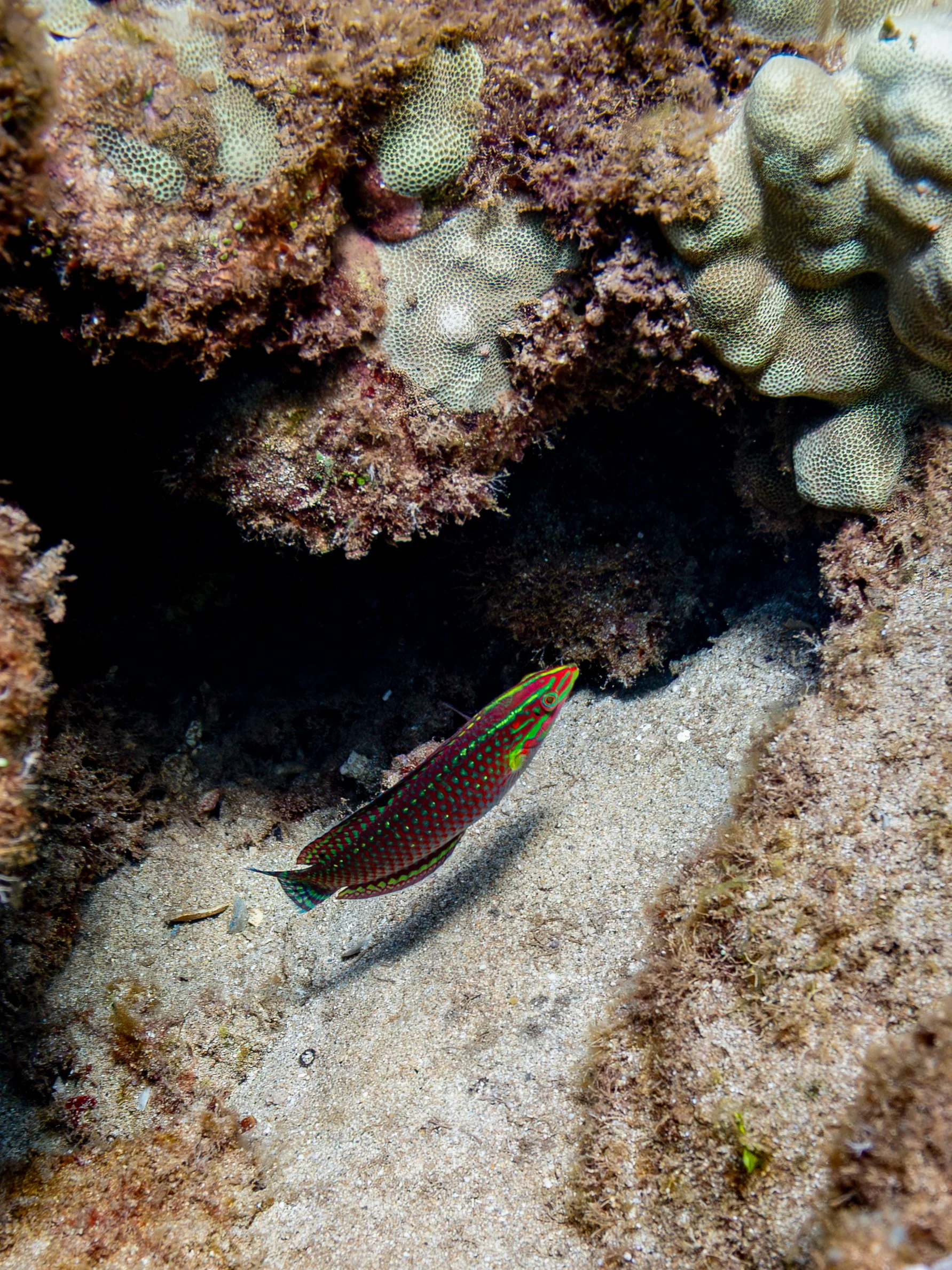 This is the Halichoeres ornatissimus or Ornate Wrasse