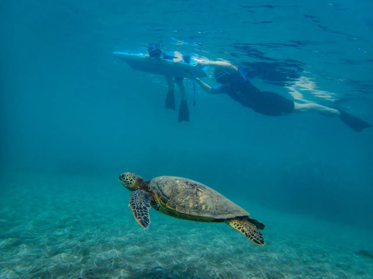 Making Memories Underwater How NonSwimmers Can Enjoy Snorkeling on Maui — Ocean Project Maui