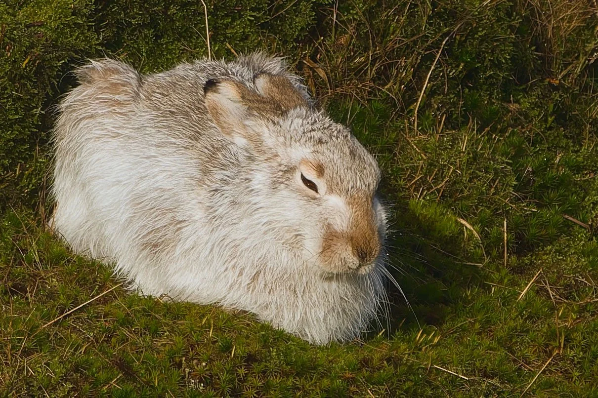 Mountain-Hare-03---Stuart-Martin.jpg