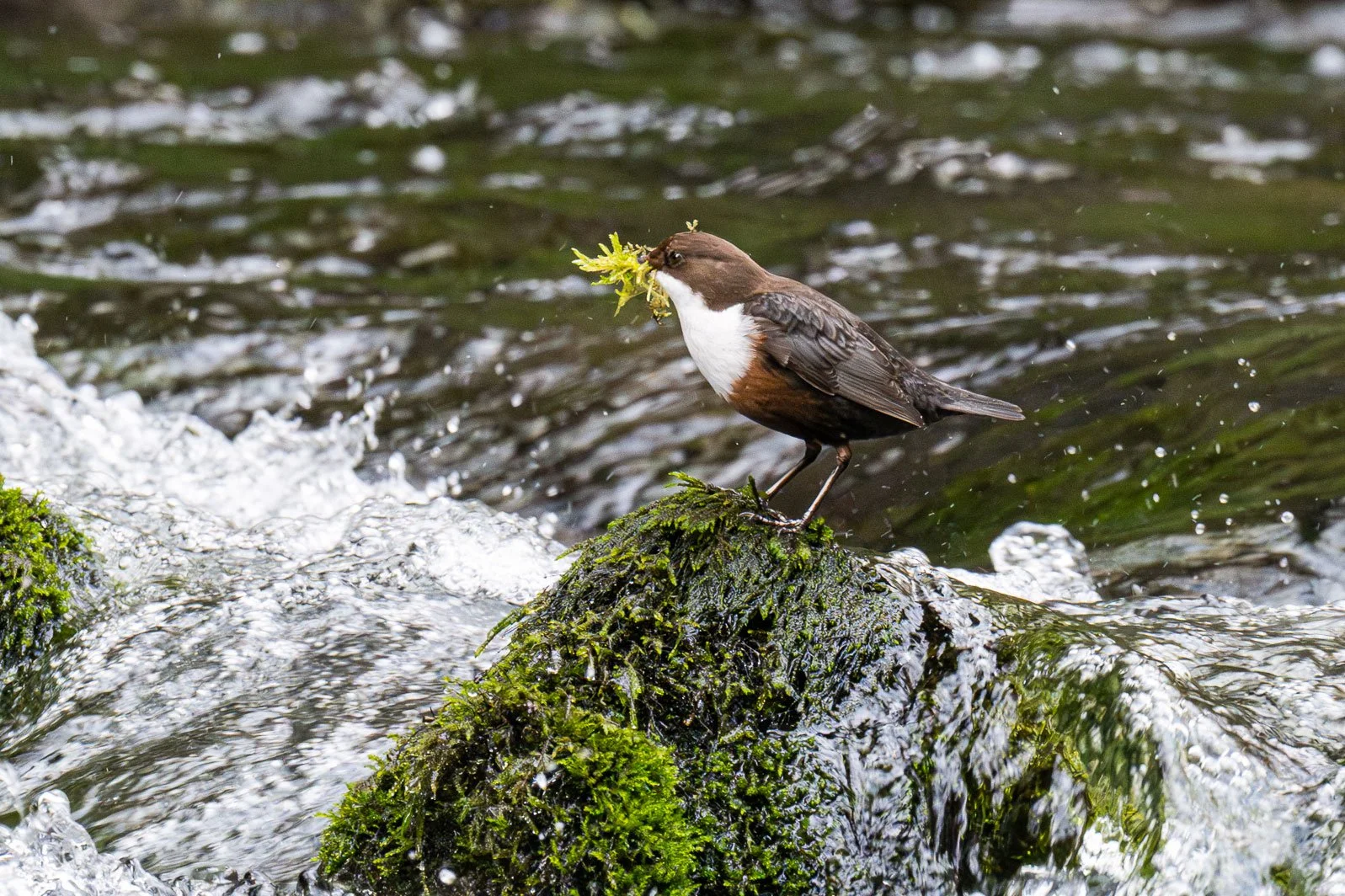 Z72_5902-Enhanced-NR---ACS-Photography-UK.jpg