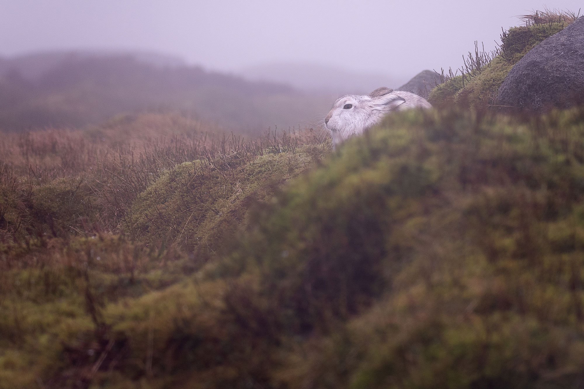 Mountain-Hare,-Snakes-Pass-Mid-Range-17.02.24---Alex-Montacute.jpg