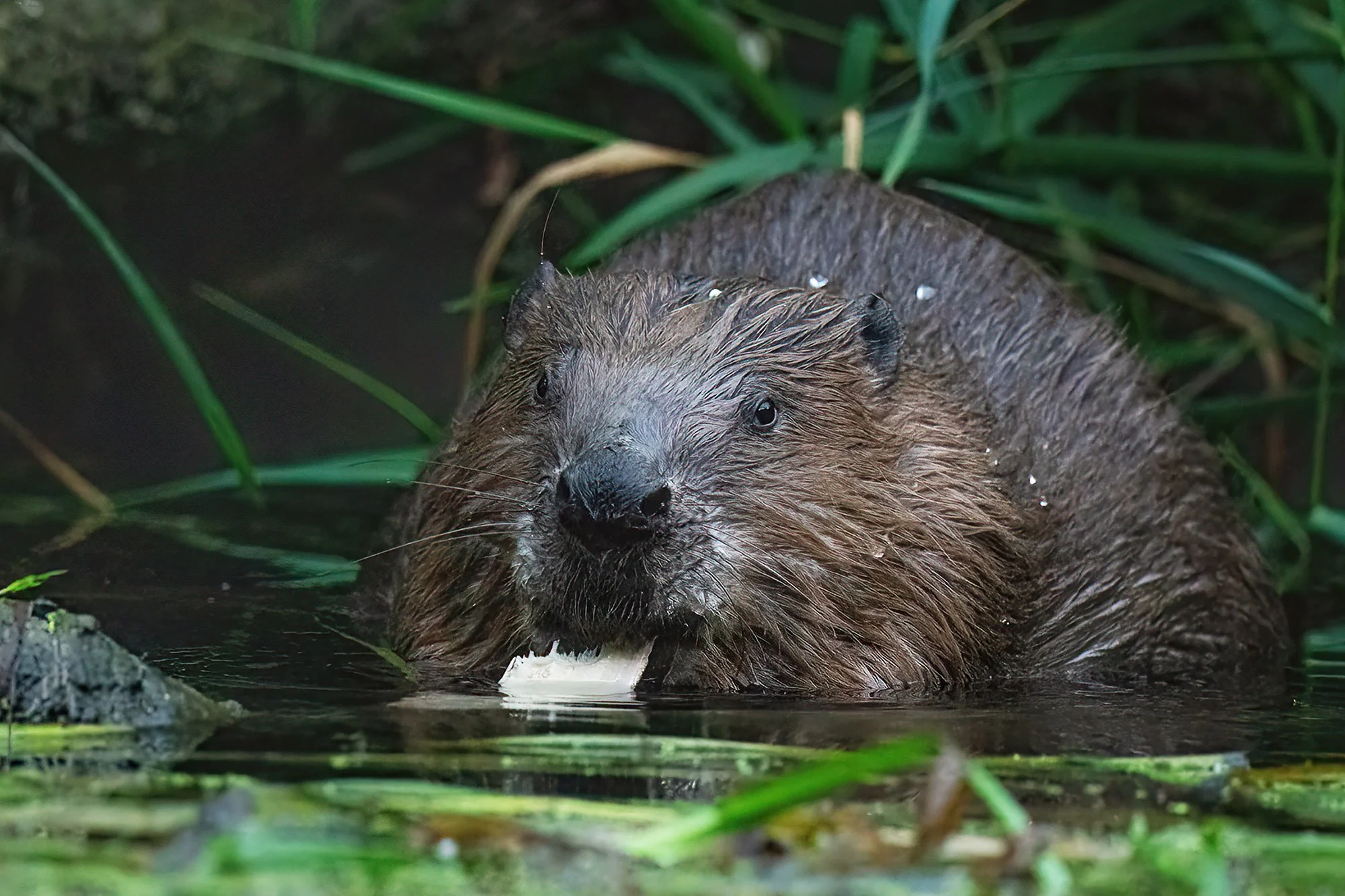 Beaver----CHRIS-MONCRIEFF.jpg