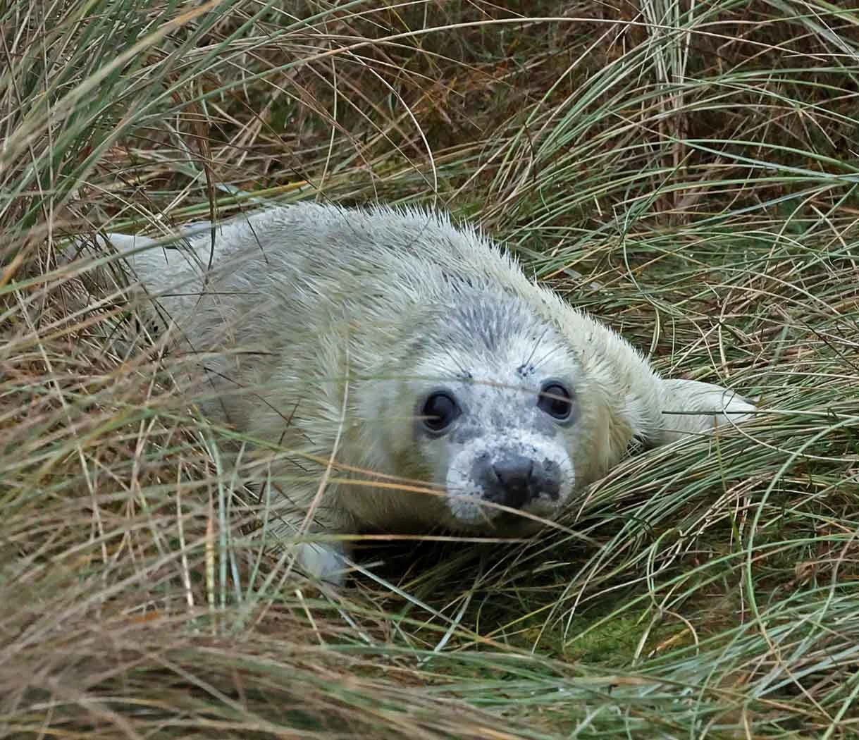 SEAL-PUP-1-0U9A9549---Jim-Pocknell.jpg