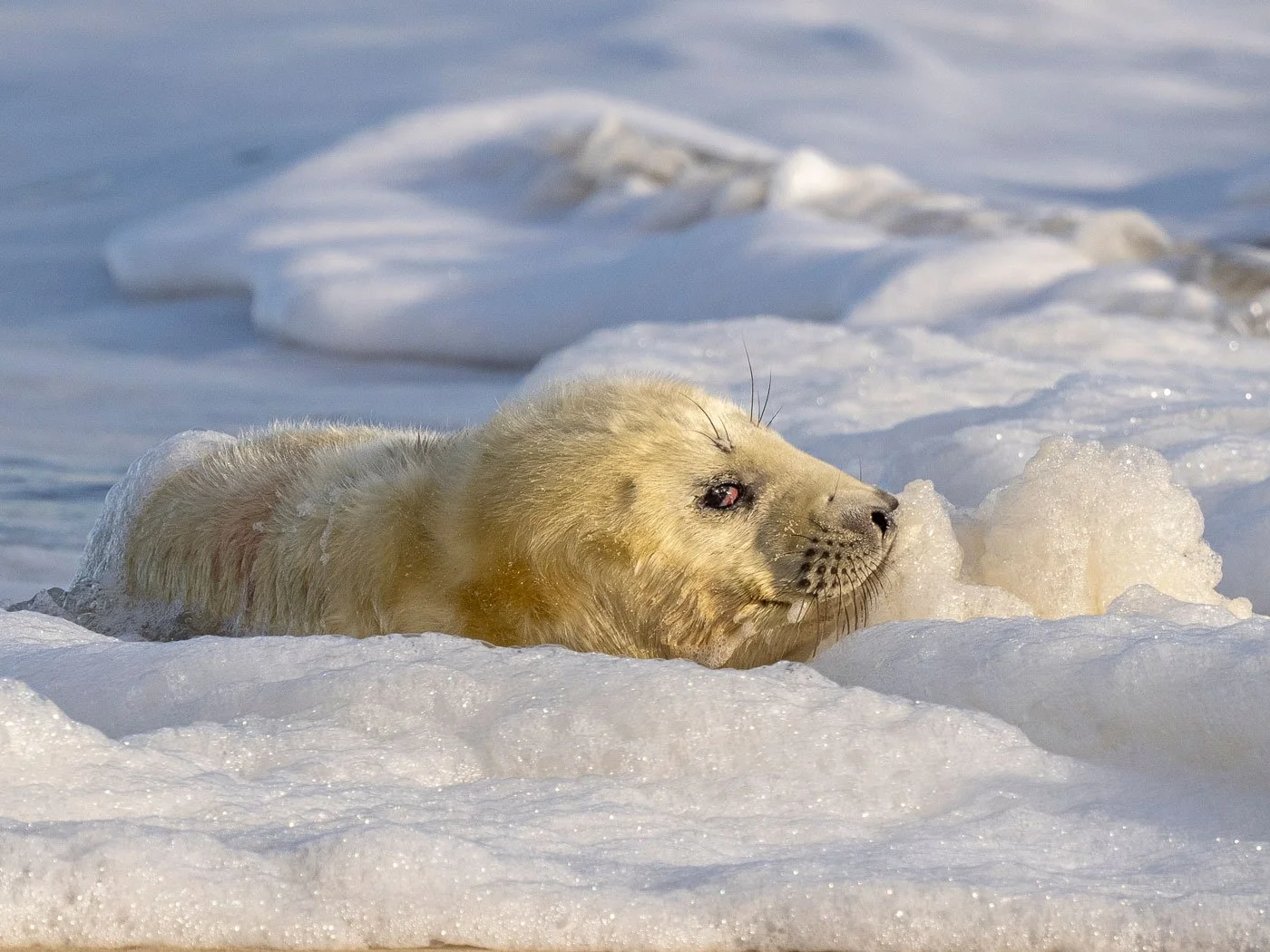 Seal-in-Sea-Foam---Lynne-Overett.jpg