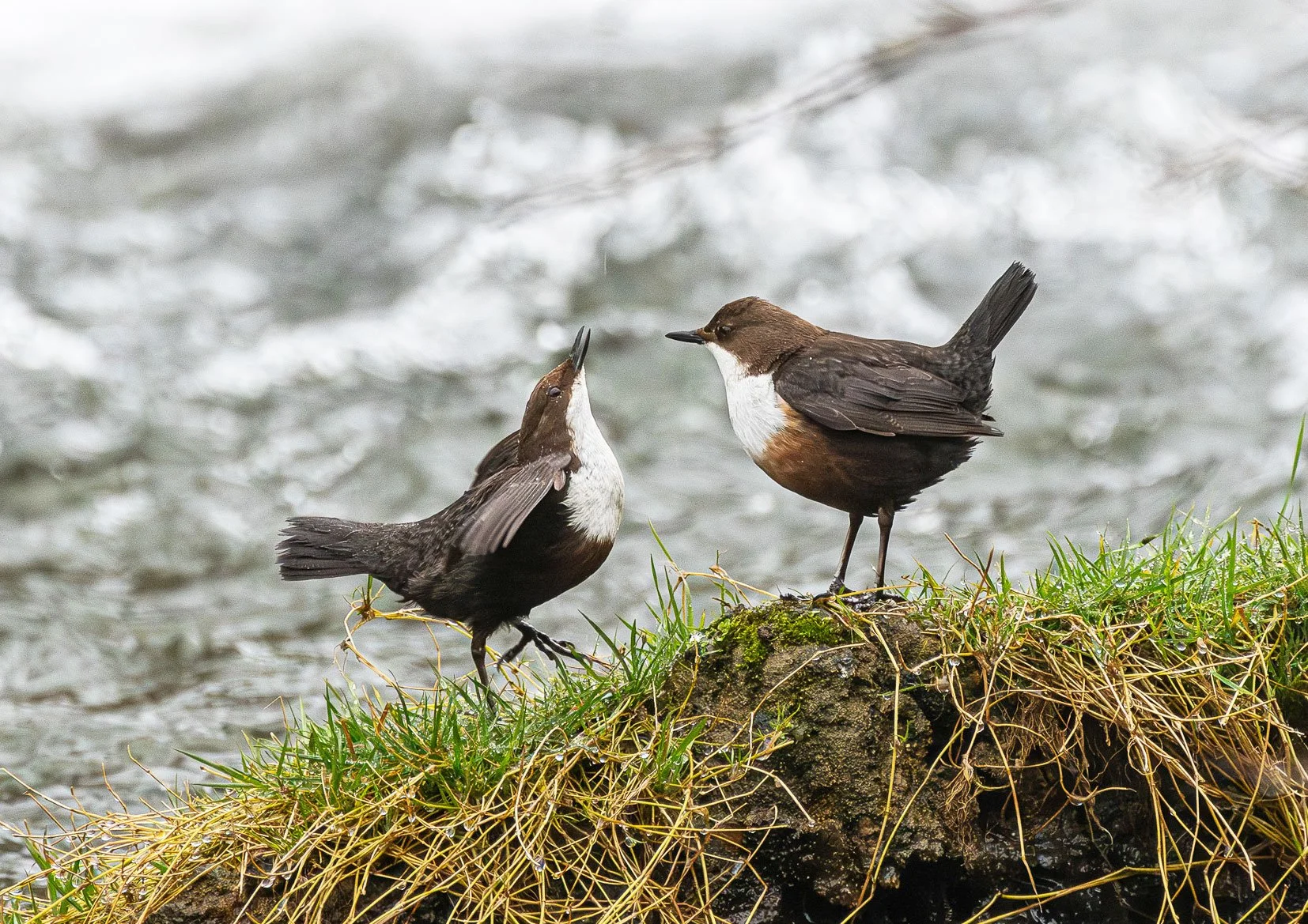 240325_A_Burr_Dipper---anthonypburr@hotmail.com.jpg