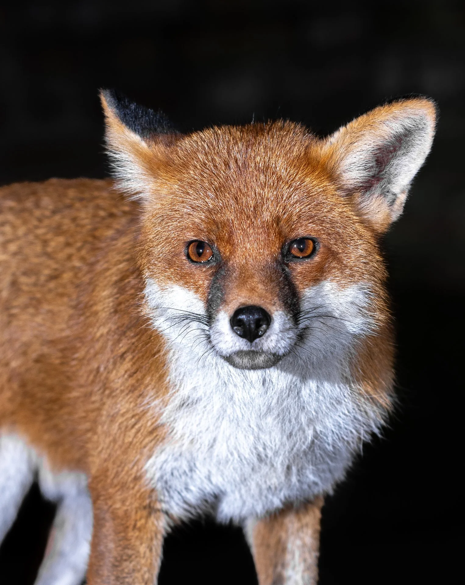 Urban Fox Photography Workshops — Marc Humphrey Photography