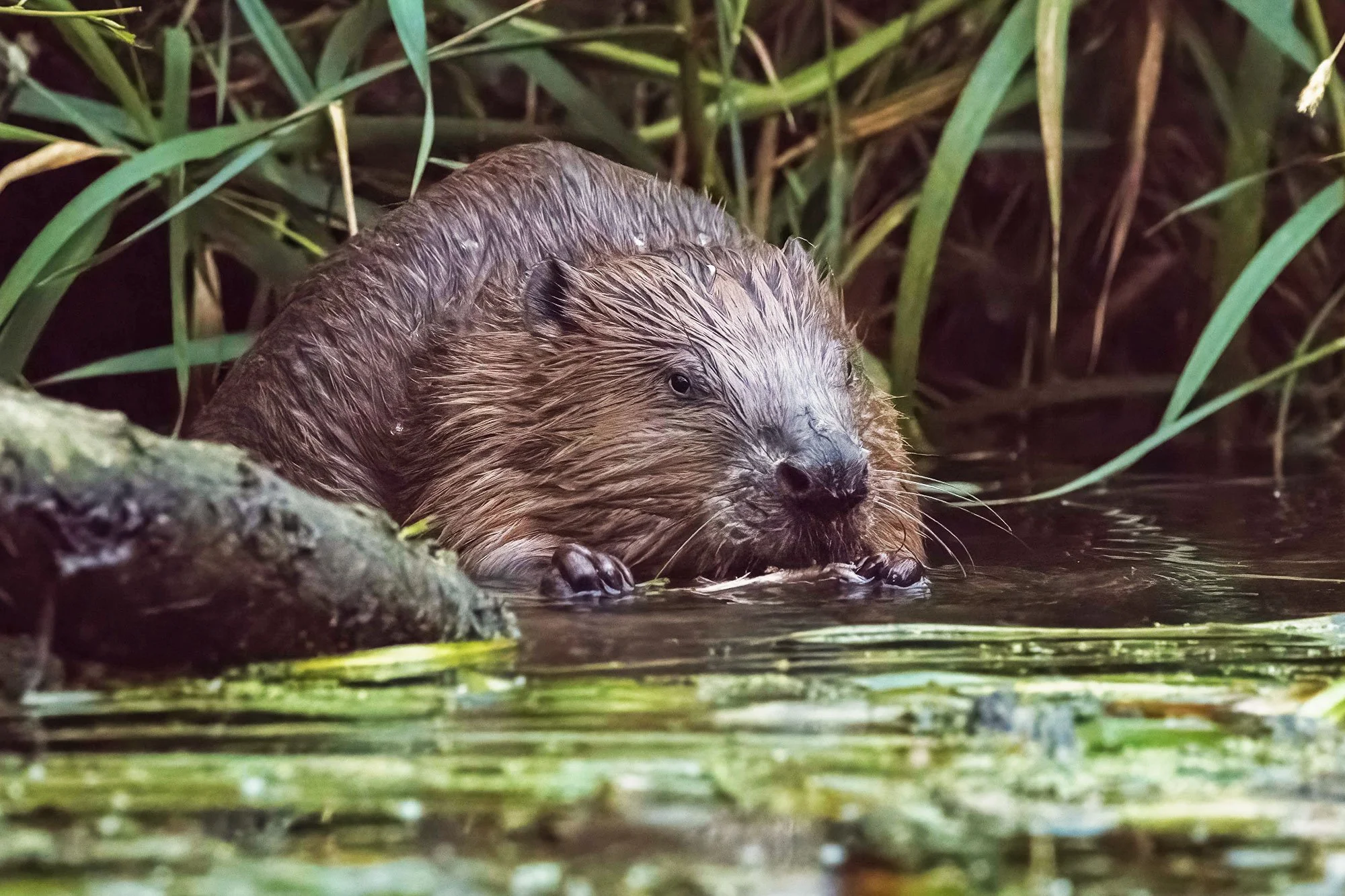 Beaver-Marc-Print----Deborah-Youngs.jpg