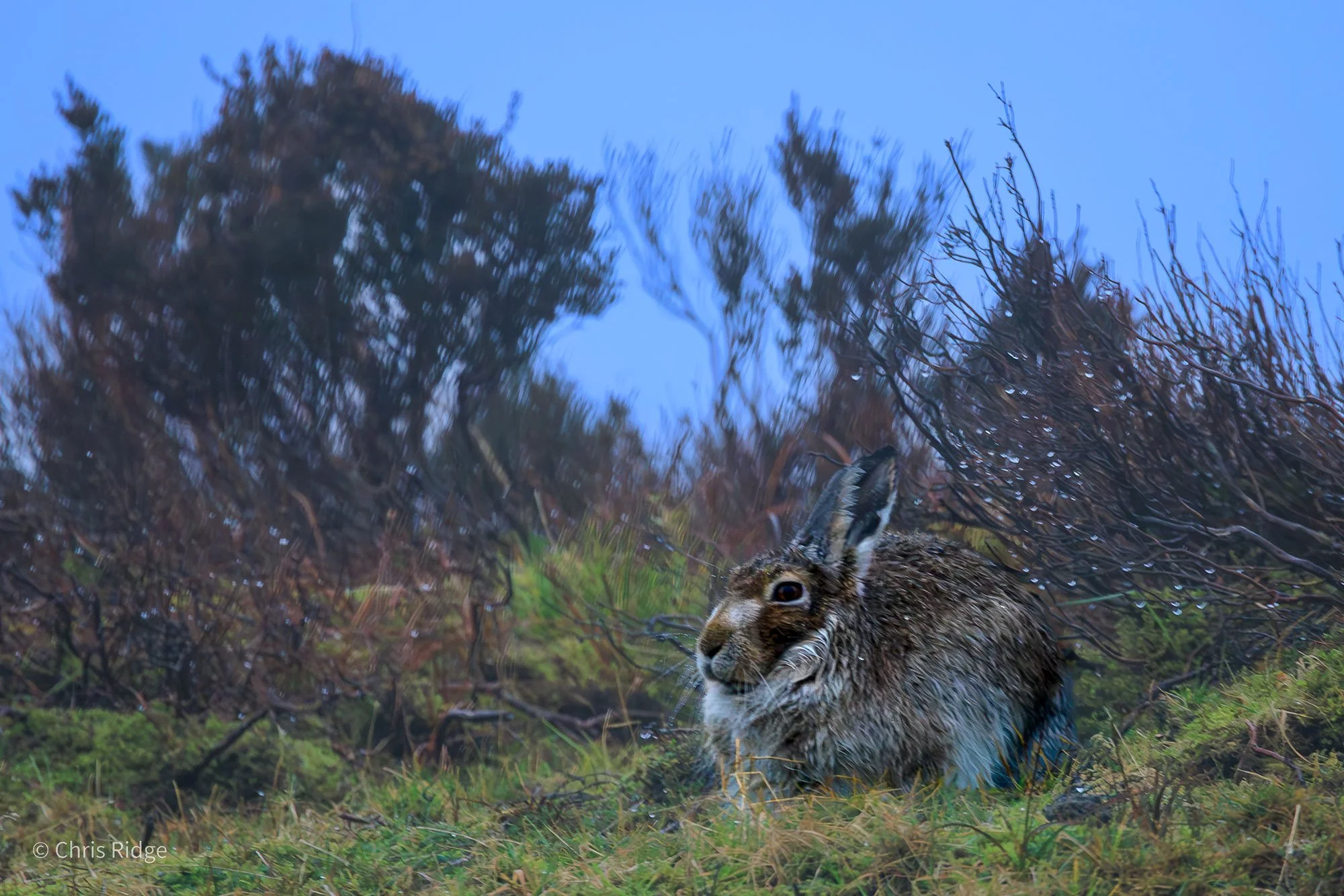 Mountain-Hare-Final-Edit-1---Chris-Ridge.jpg