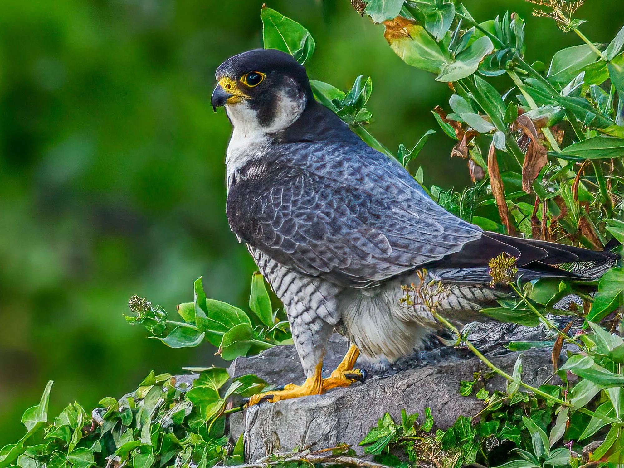 Peregrine-408MH---Rene-Cason.jpg