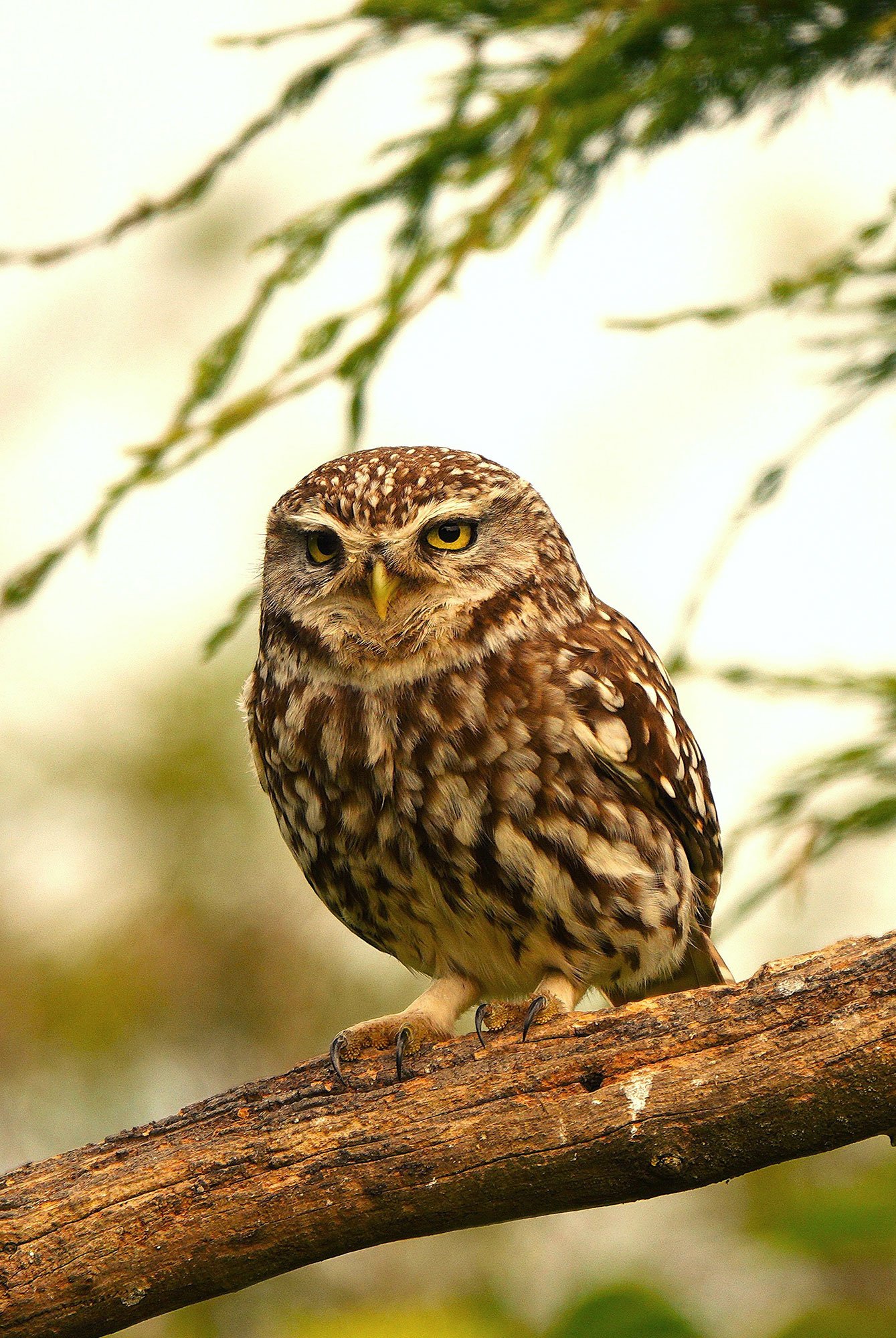 Owl-1-(1)---Christine-Mccormack.jpg