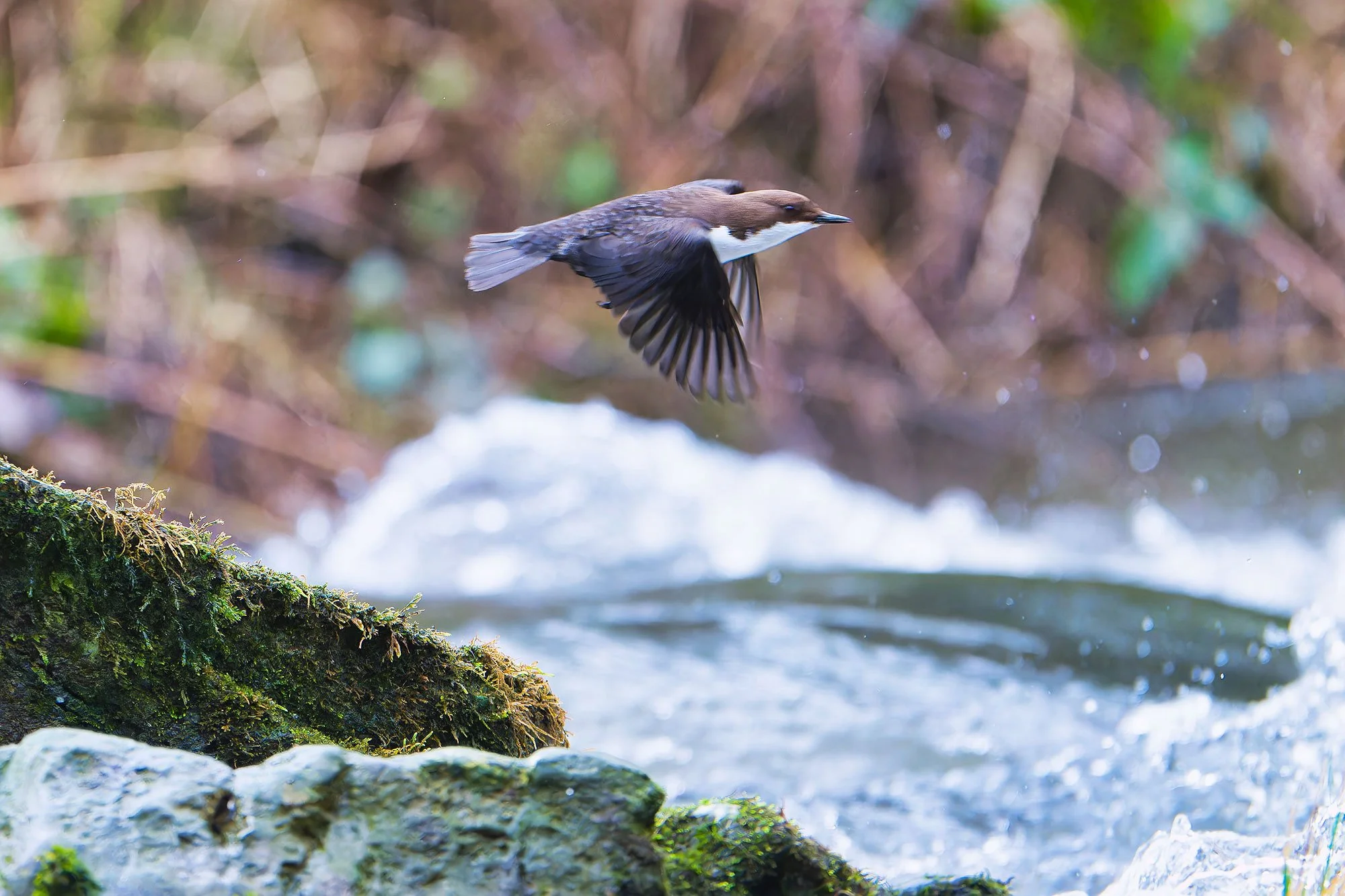 Dipper-16---Stuart-Martin.jpg