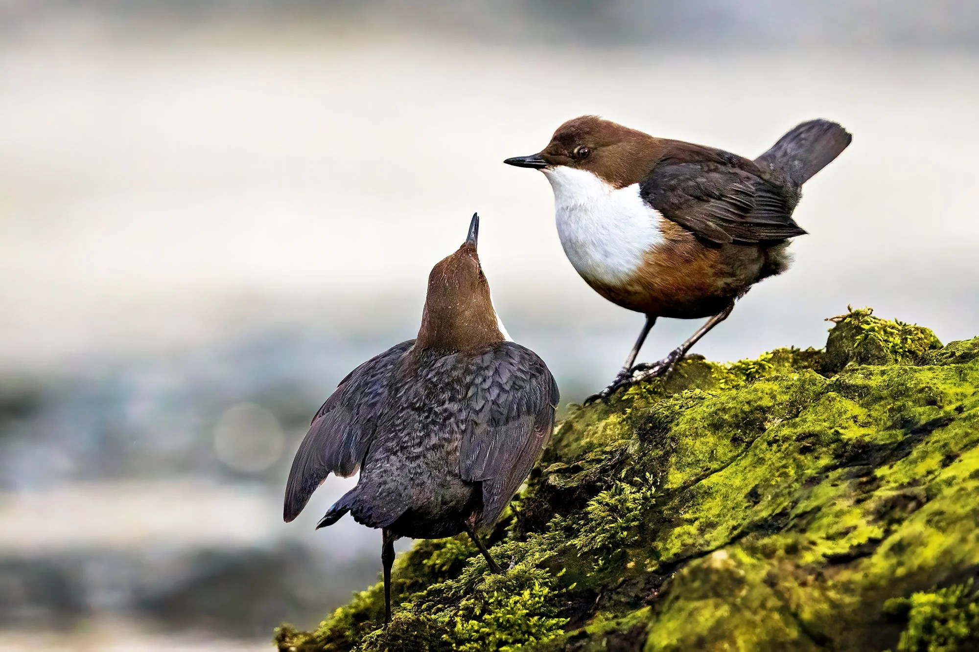 Dippers---Andrew-Wordsworth.jpg