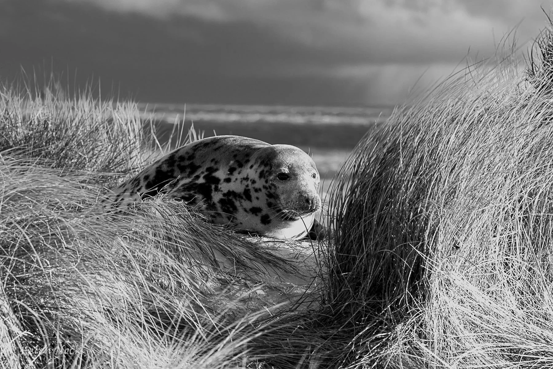 Seal-Pup-10---Helen-Nock.jpg