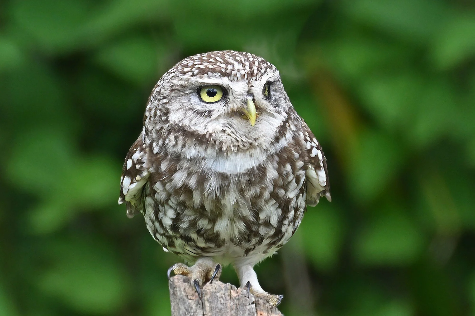 Little-Owls-(18a)---John-Westray.jpg