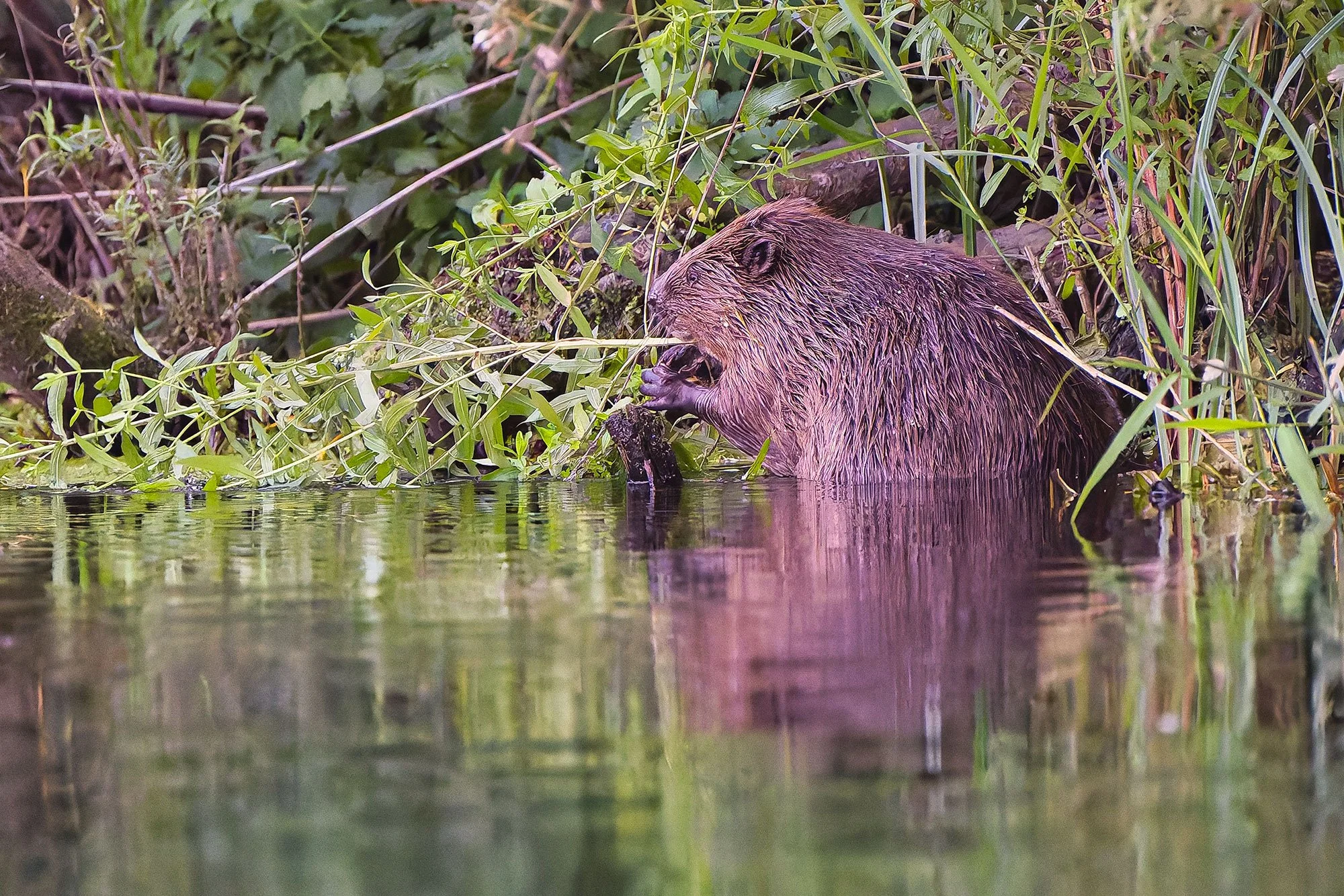 River-Stour-Beaver-16---Stuart-Martin.jpg