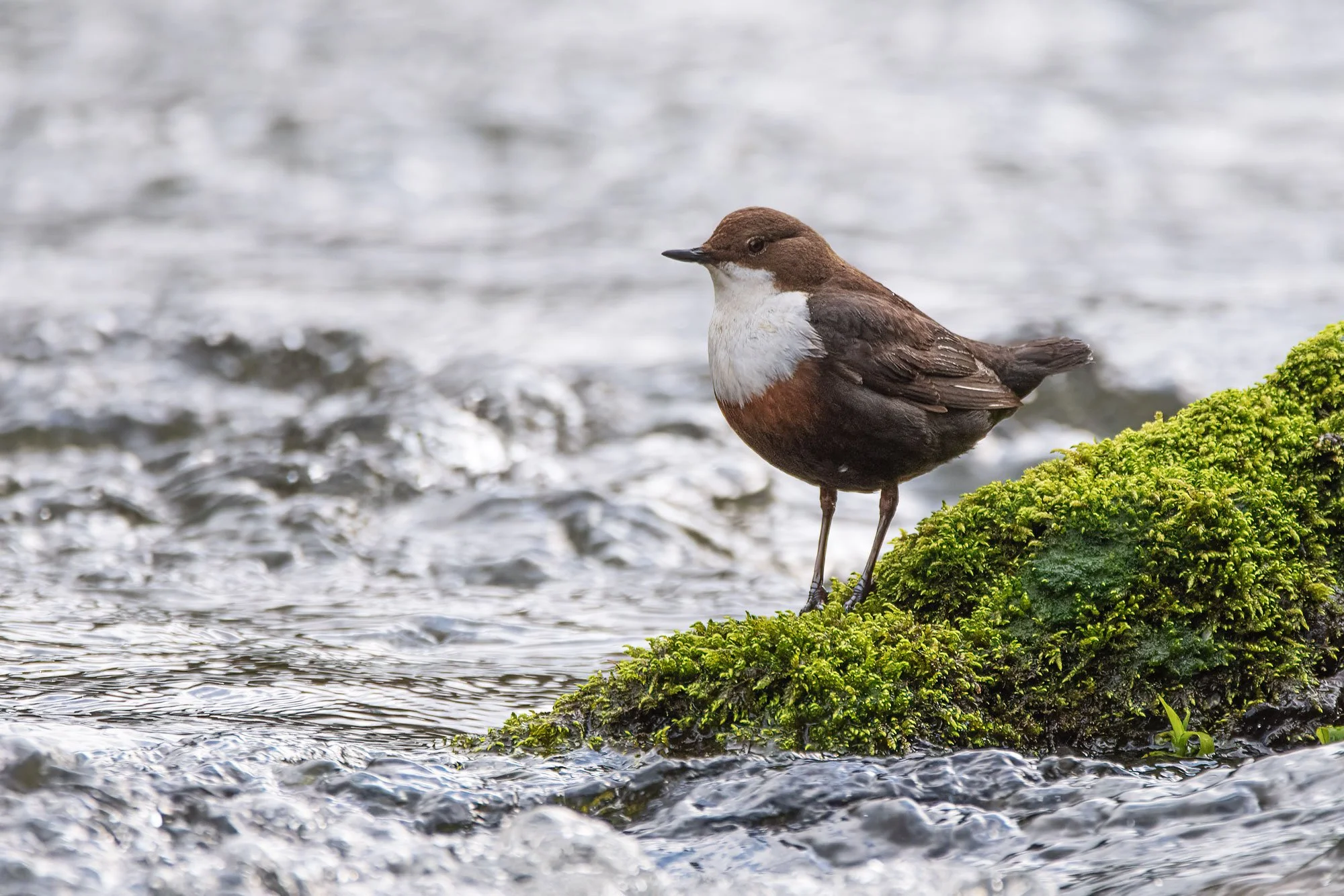 Dipper-Standing-Proud---John-King.jpg