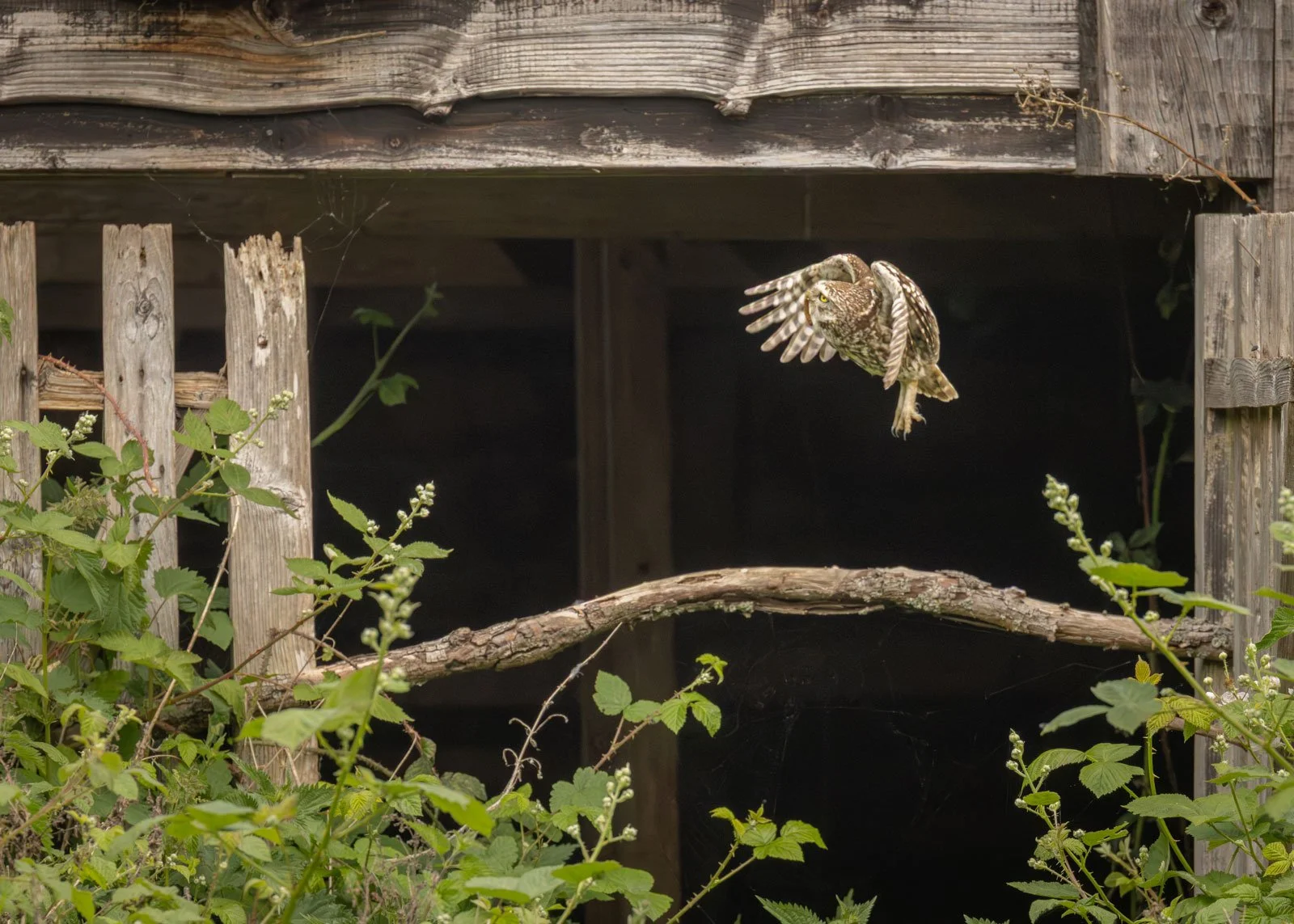 Little-owl-in-flight-with-barn---Jason-Boswell.jpg