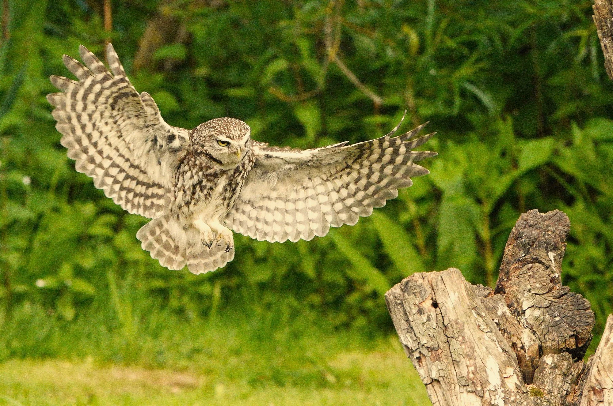 Owl-2-(1)---Christine-Mccormack.jpg