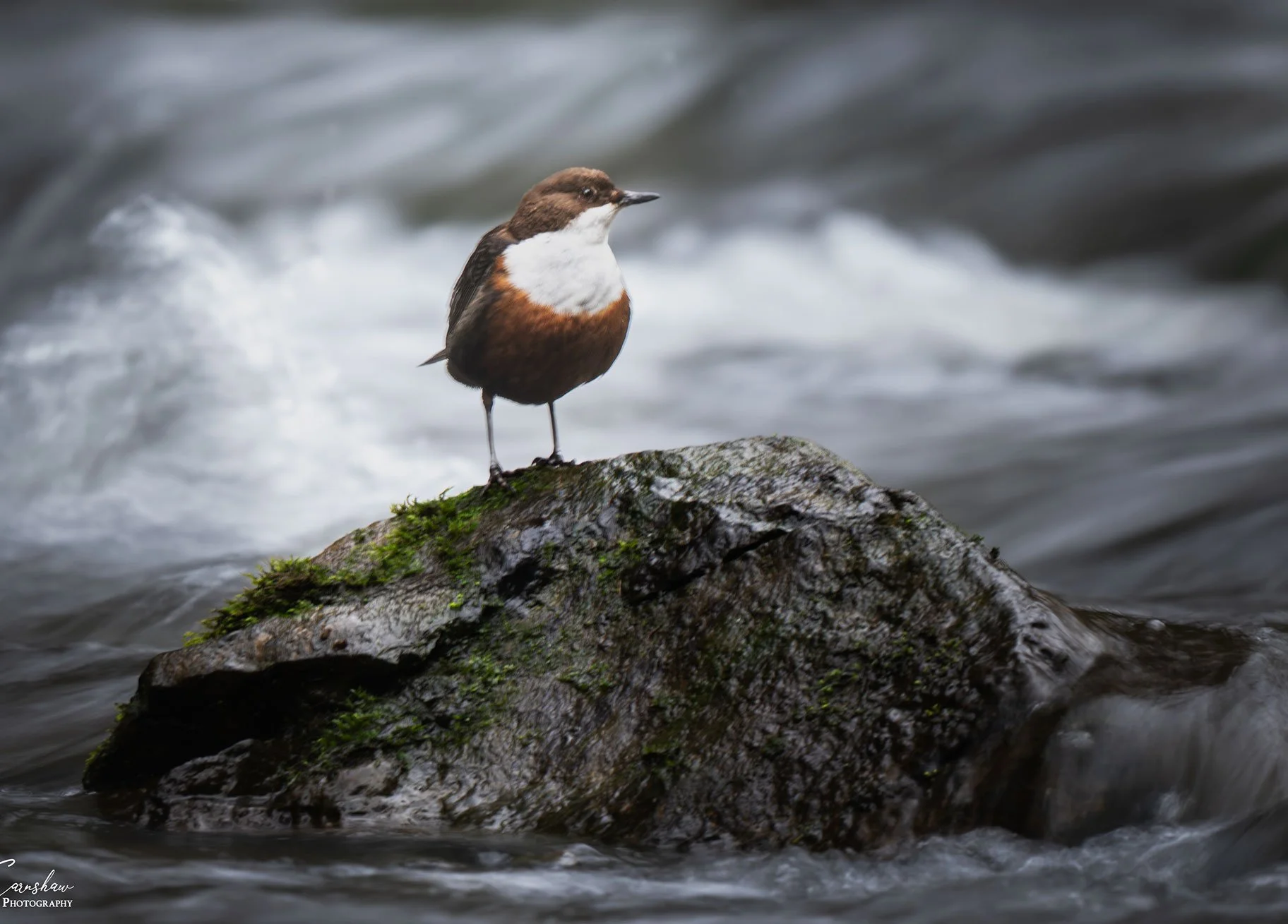 Dipper-5-HR-Watermarked---John-Earnshaw.jpg