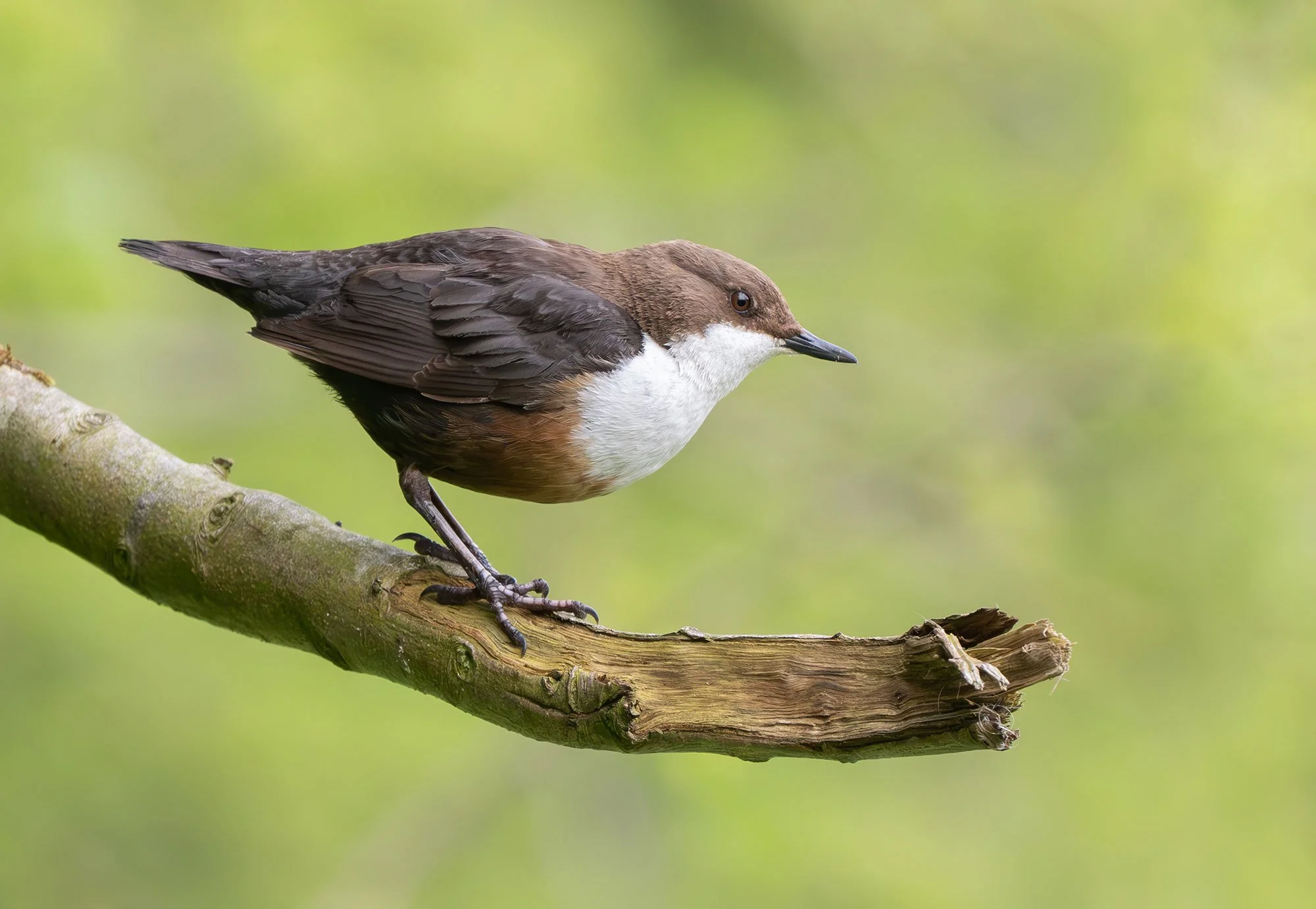 Dipper---Robert-Fish.jpg