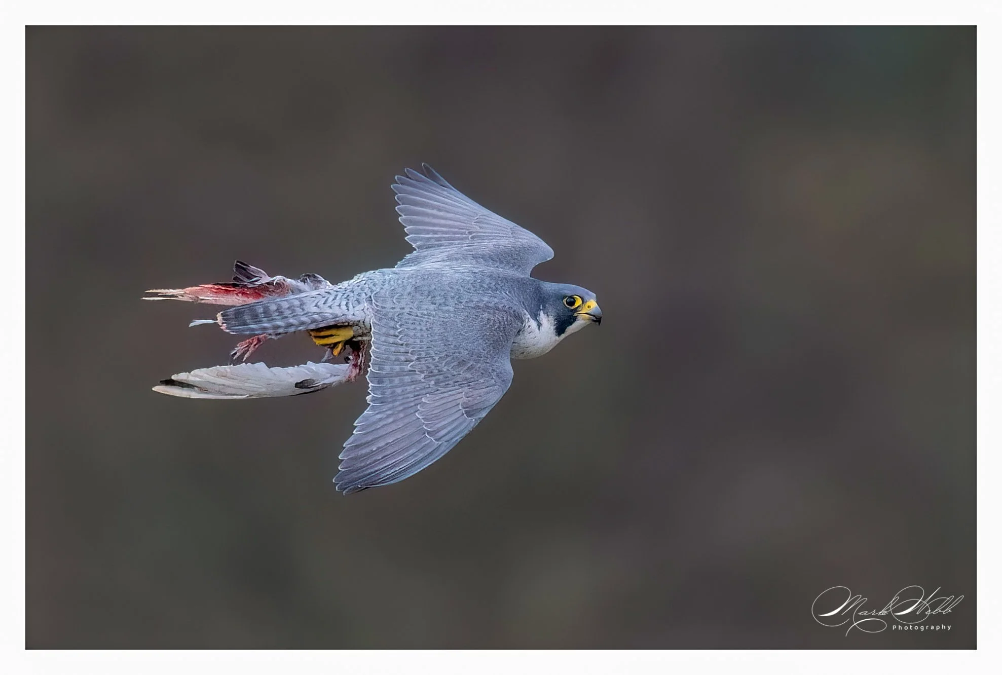 Peregrine Prey 3 MRW - Bubs Webb.jpg