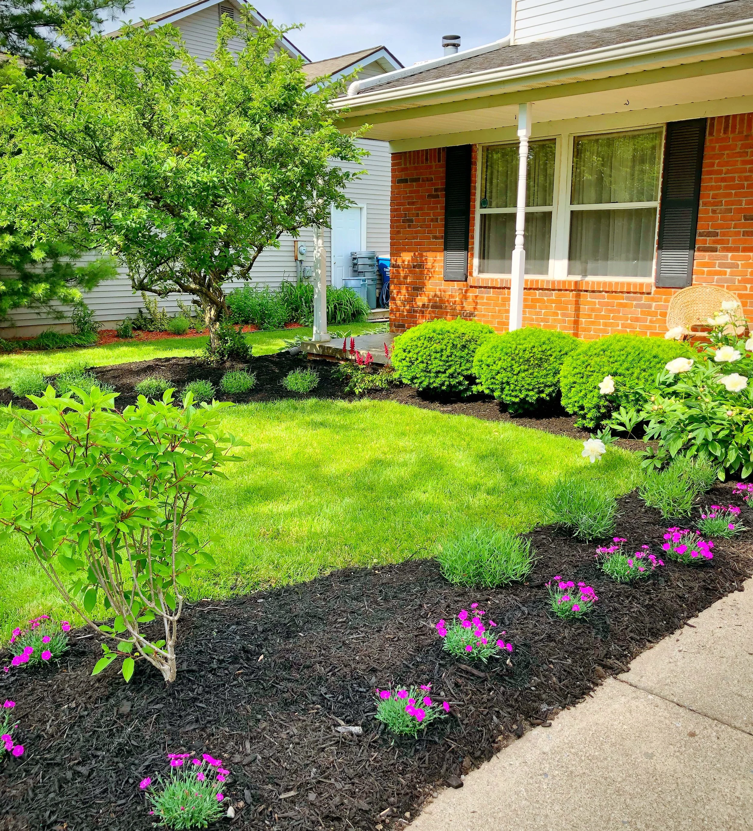 Saline, MI - Front landscaping with new plants. 