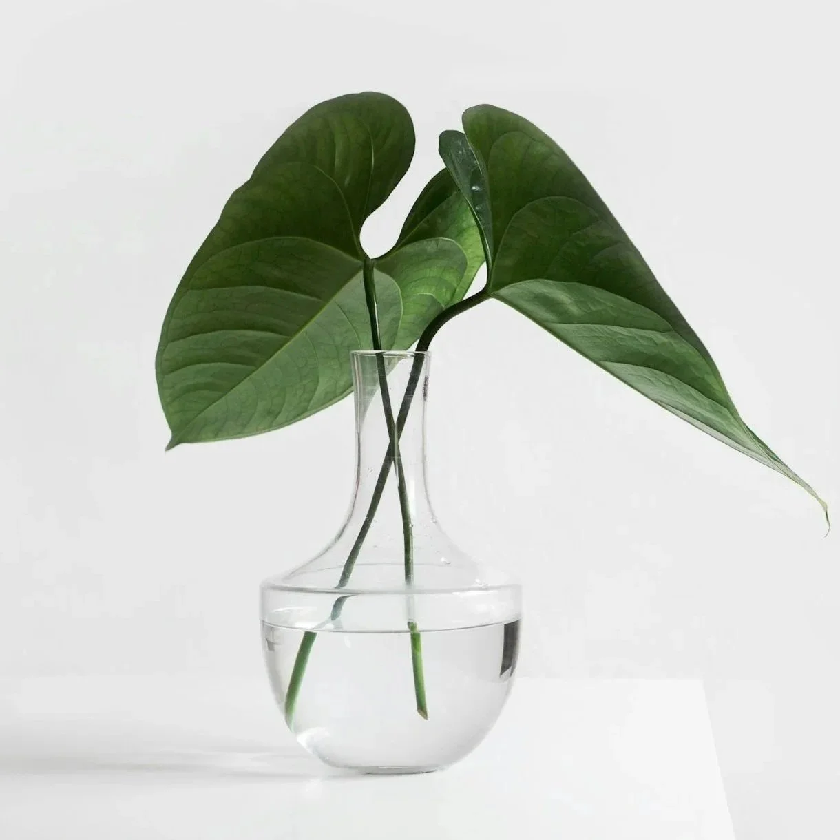A clear glass vase with water holding two large green tropical leaves.