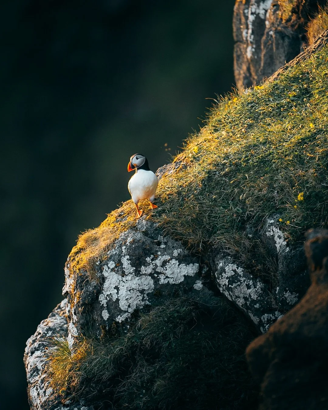 Is there anyone on the planet who wouldn&rsquo;t find puffins cute? 🦜 

#faroeislands #visitfaroeislands #sonyalpha #artofvisuals #adventureculture #moodnation #travelphotography #puffin #thewanderco #folkscenery #nomadict #magicalmoments #roamearth