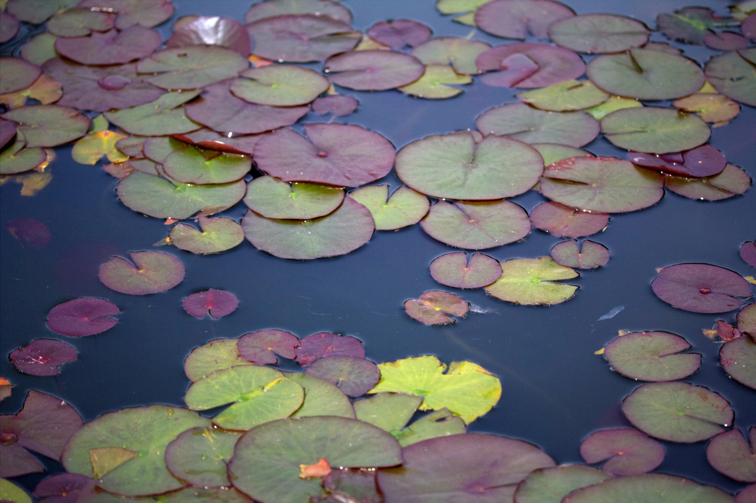 waterlilies2.jpg