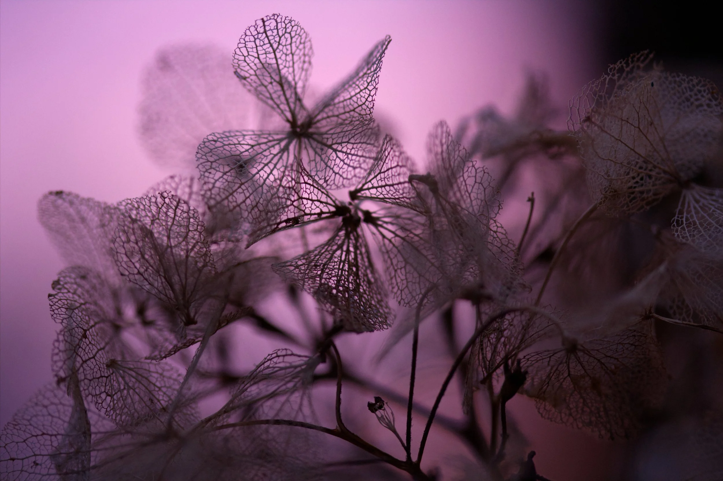 hydrangea.jpg