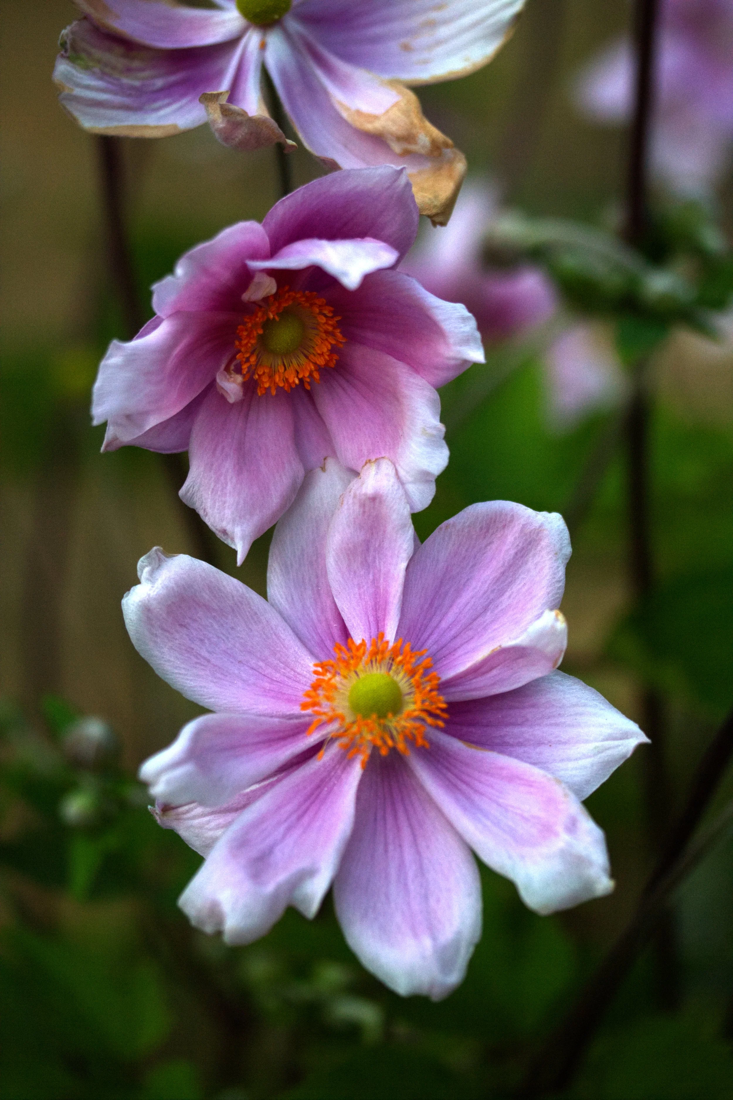 anemone8356.jpg