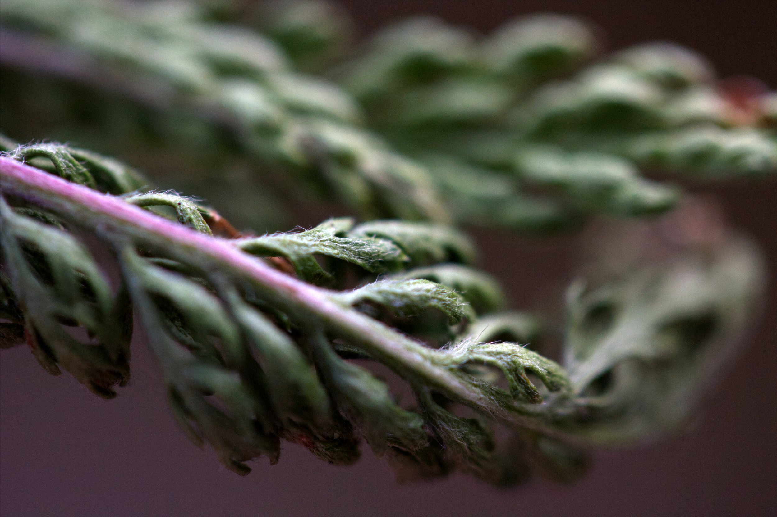 weedleaf2.jpg