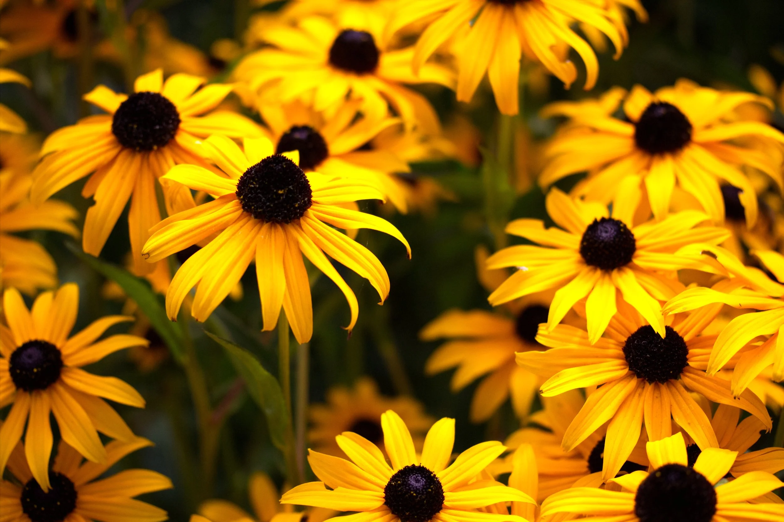 blackeyesusan.jpg