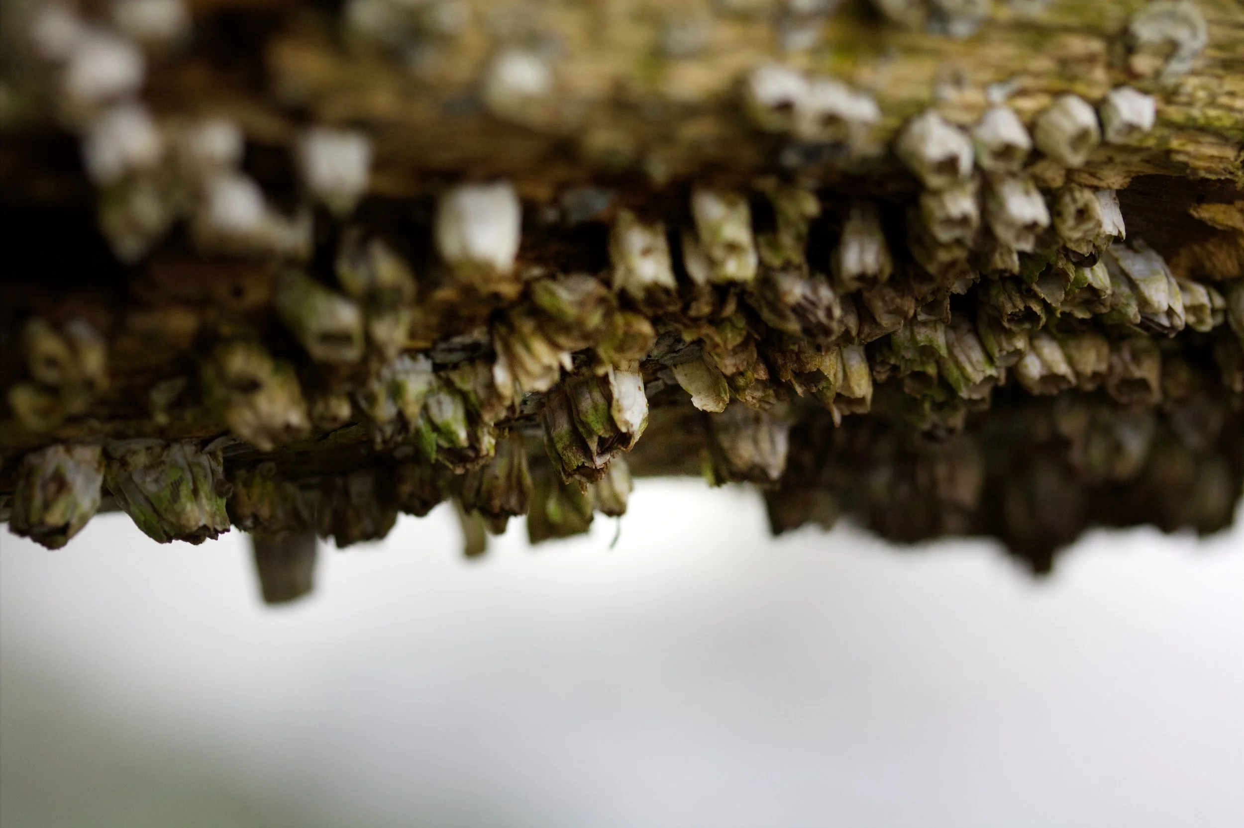 barnacles.jpg