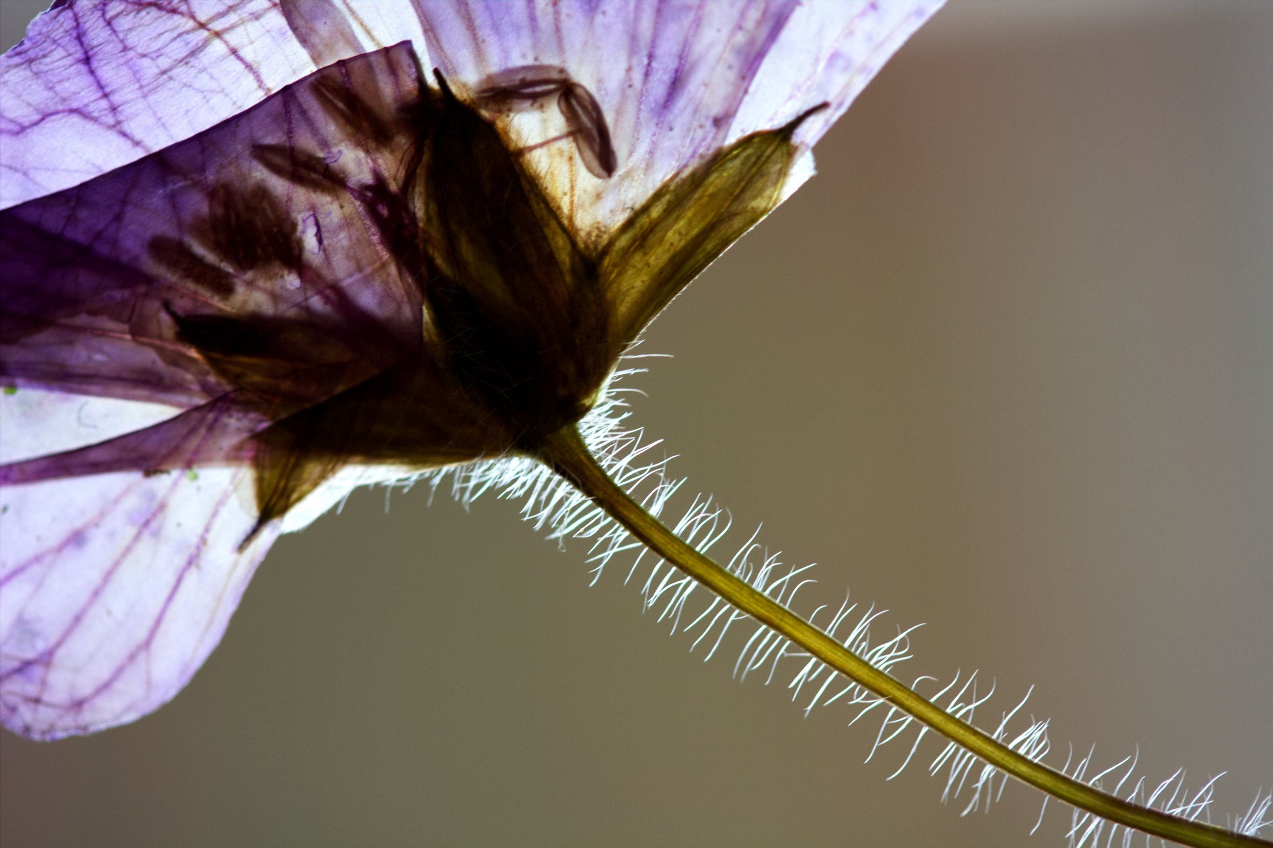 driedpurple5693.jpg
