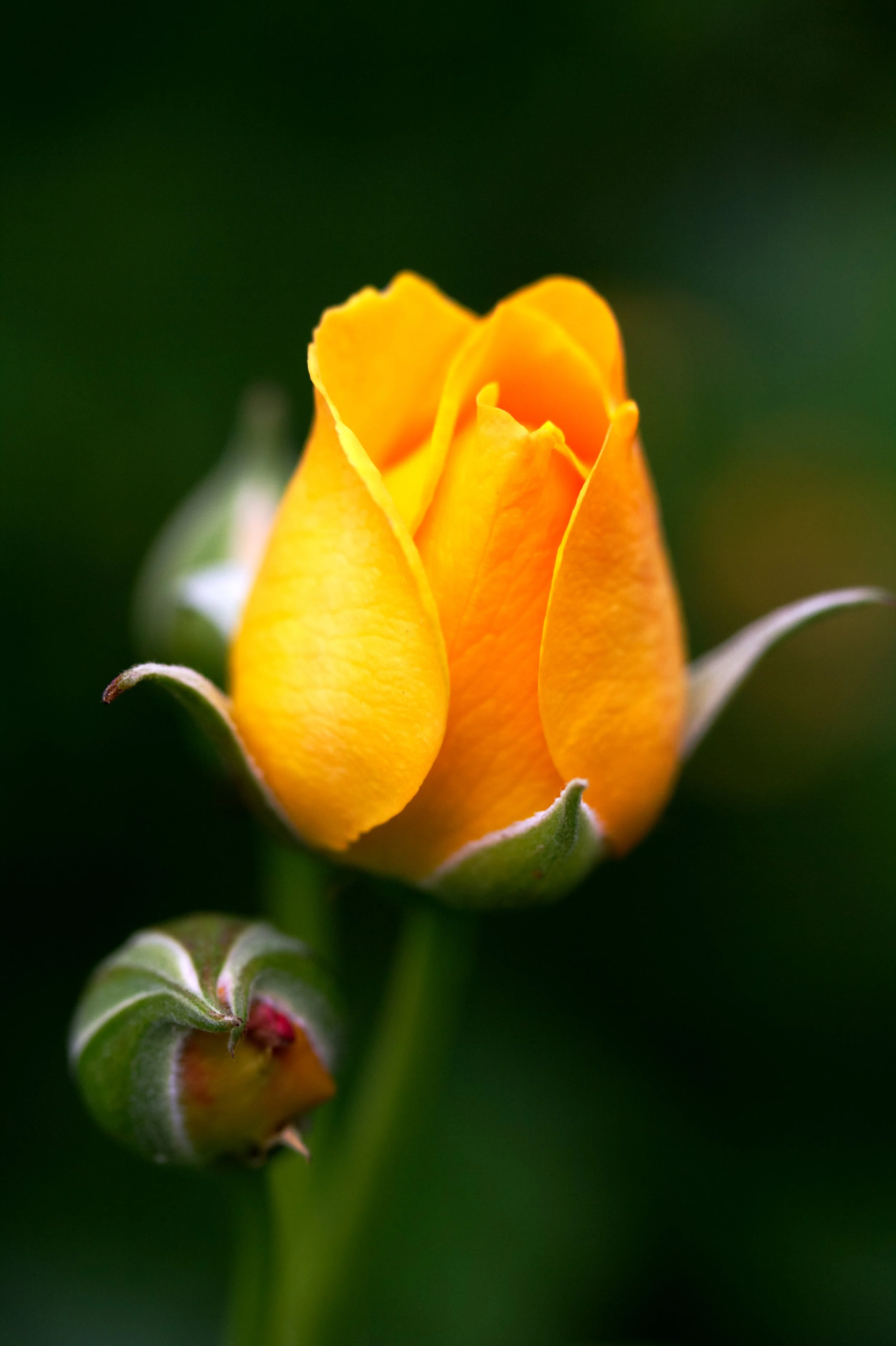 roseyellow4156.jpg