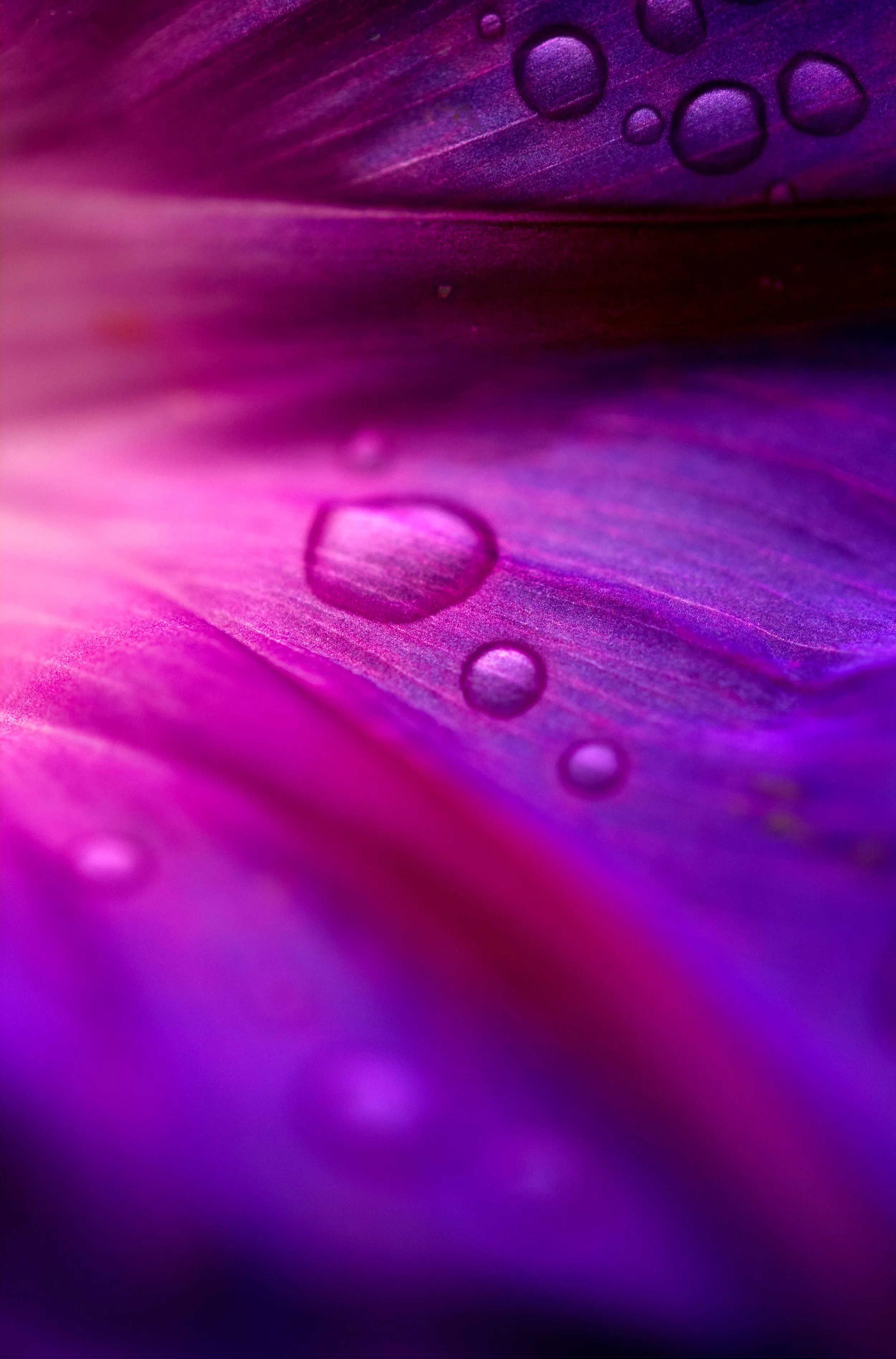 morning glory2.jpg